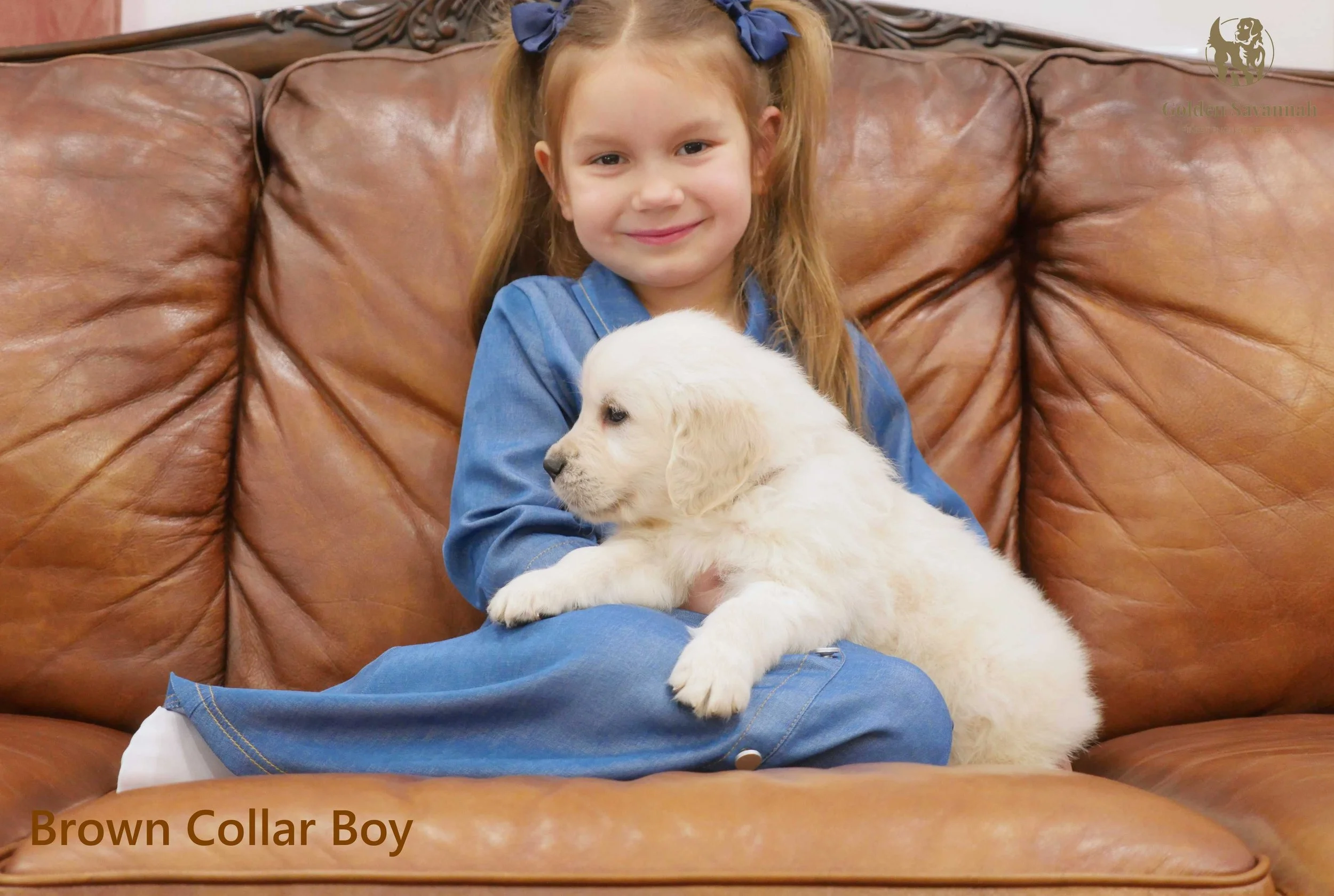 Brown Collar Boy d.jpg