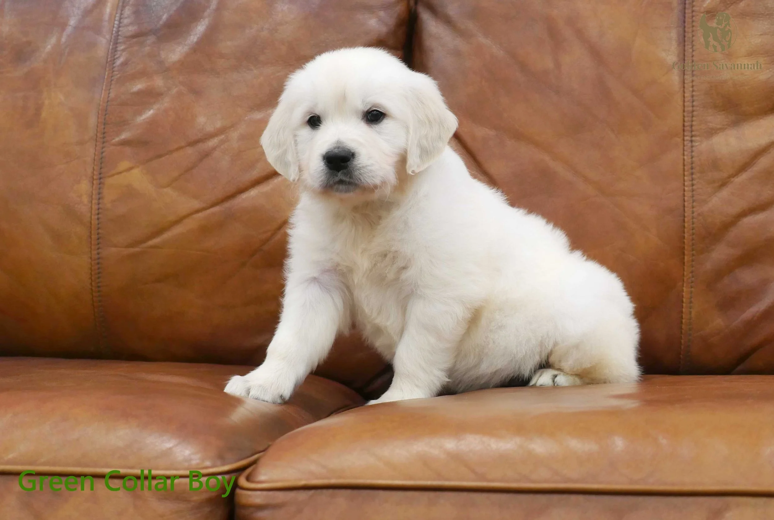 Green Collar Boy b.jpg