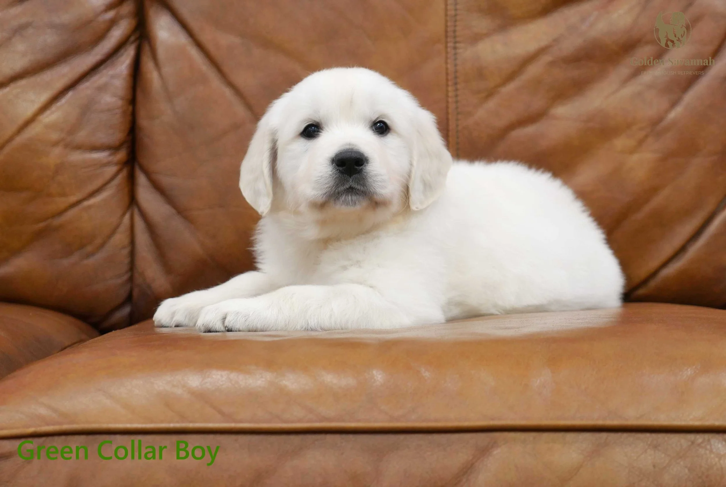 Green Collar Boy c.jpg