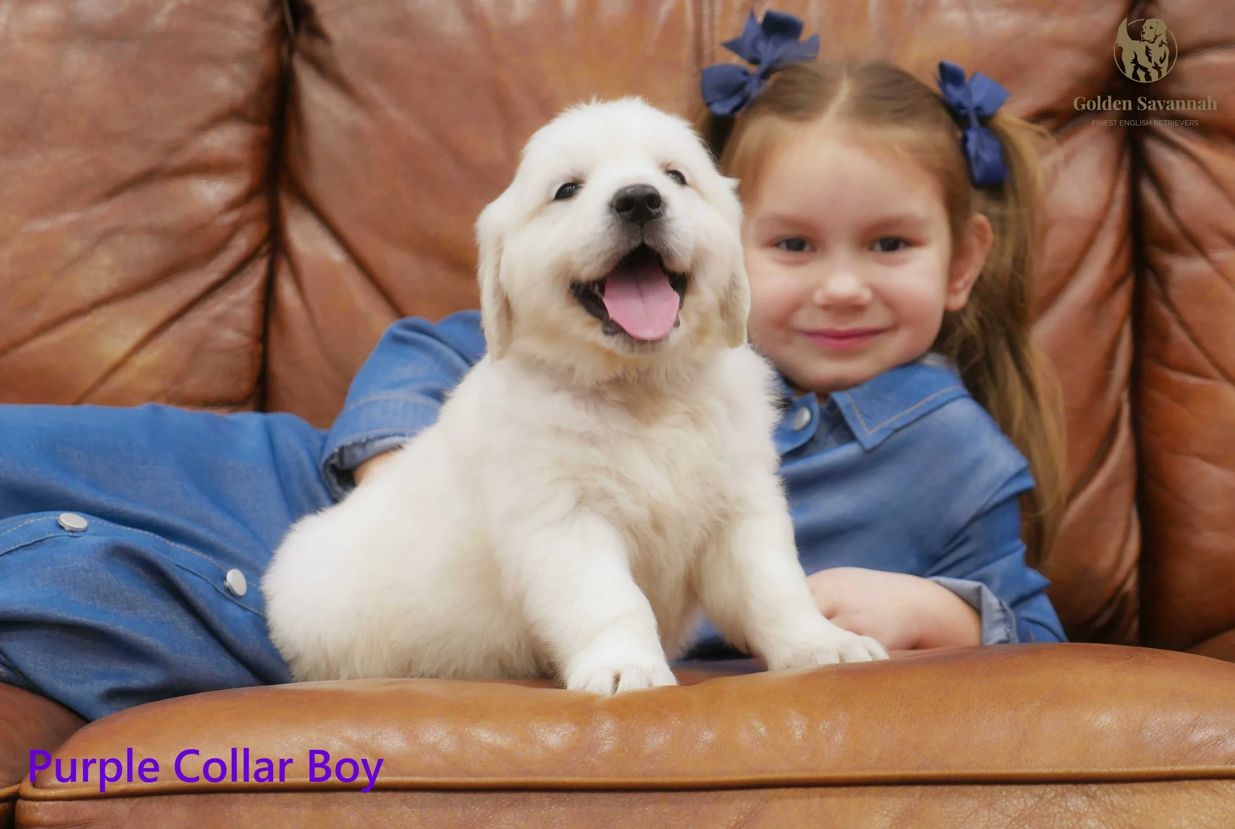 Purple Collar Boy a.jpg