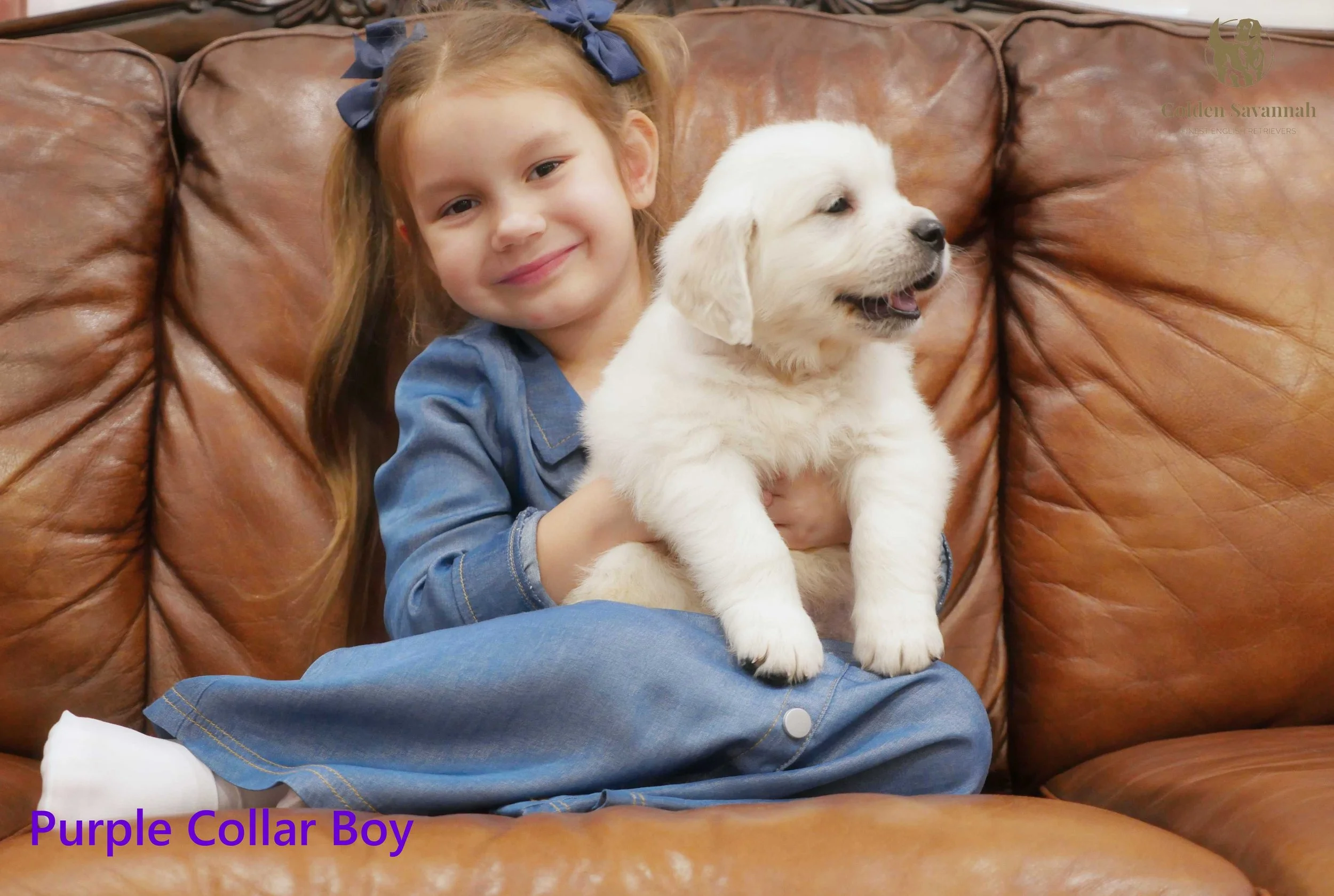 Purple Collar Boy c.jpg