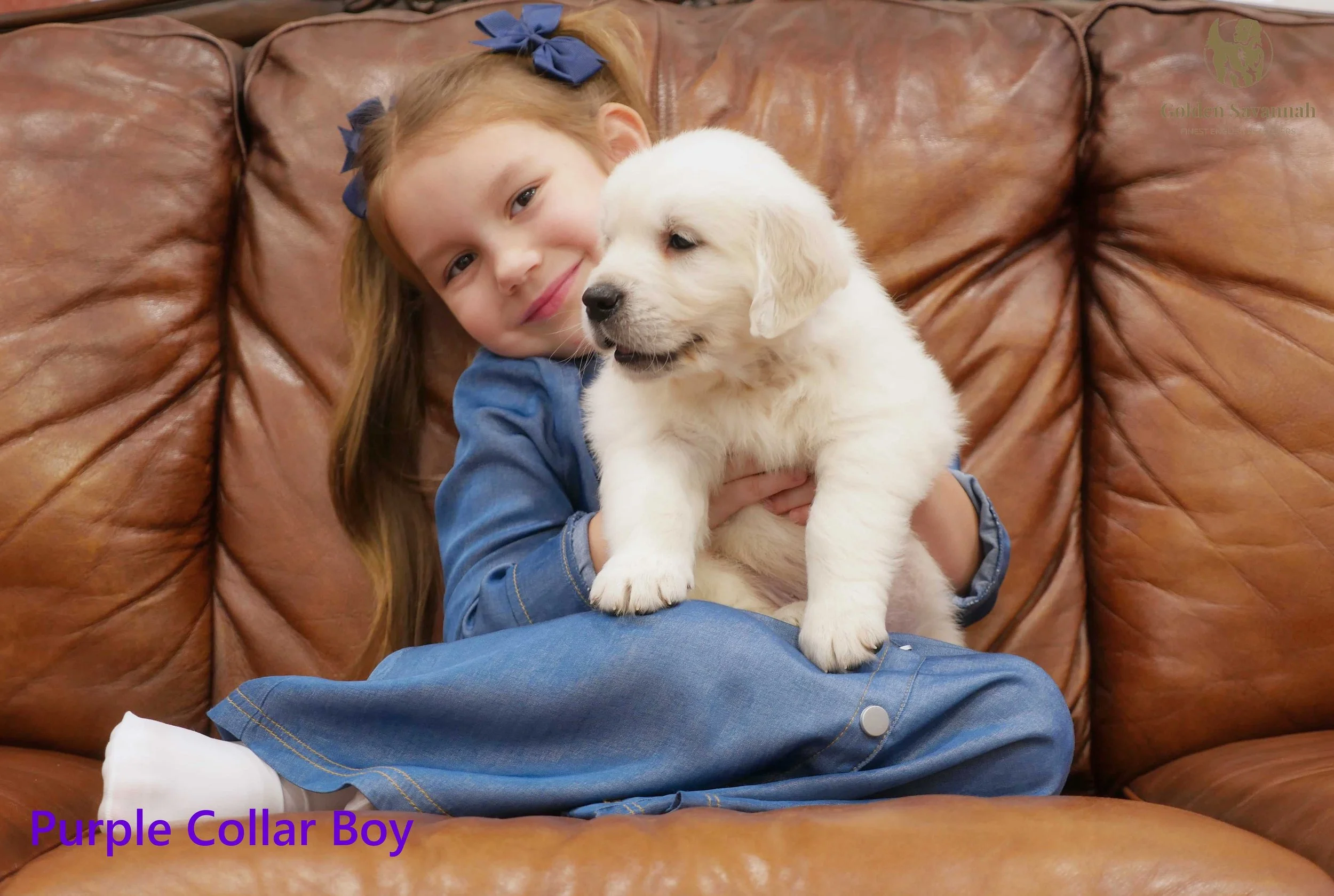 Purple Collar Boy d.jpg