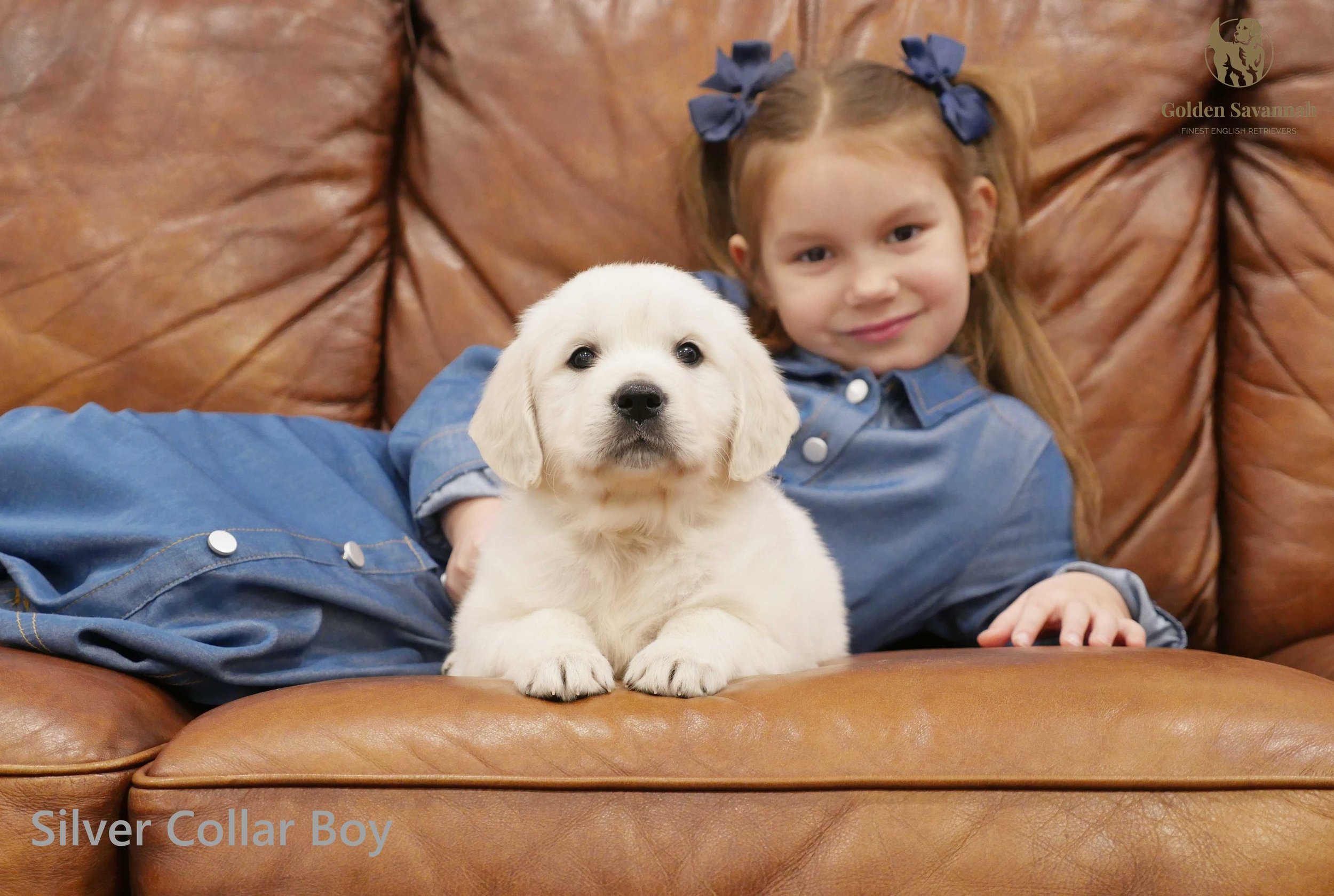 Silver Collar Boy a.jpg