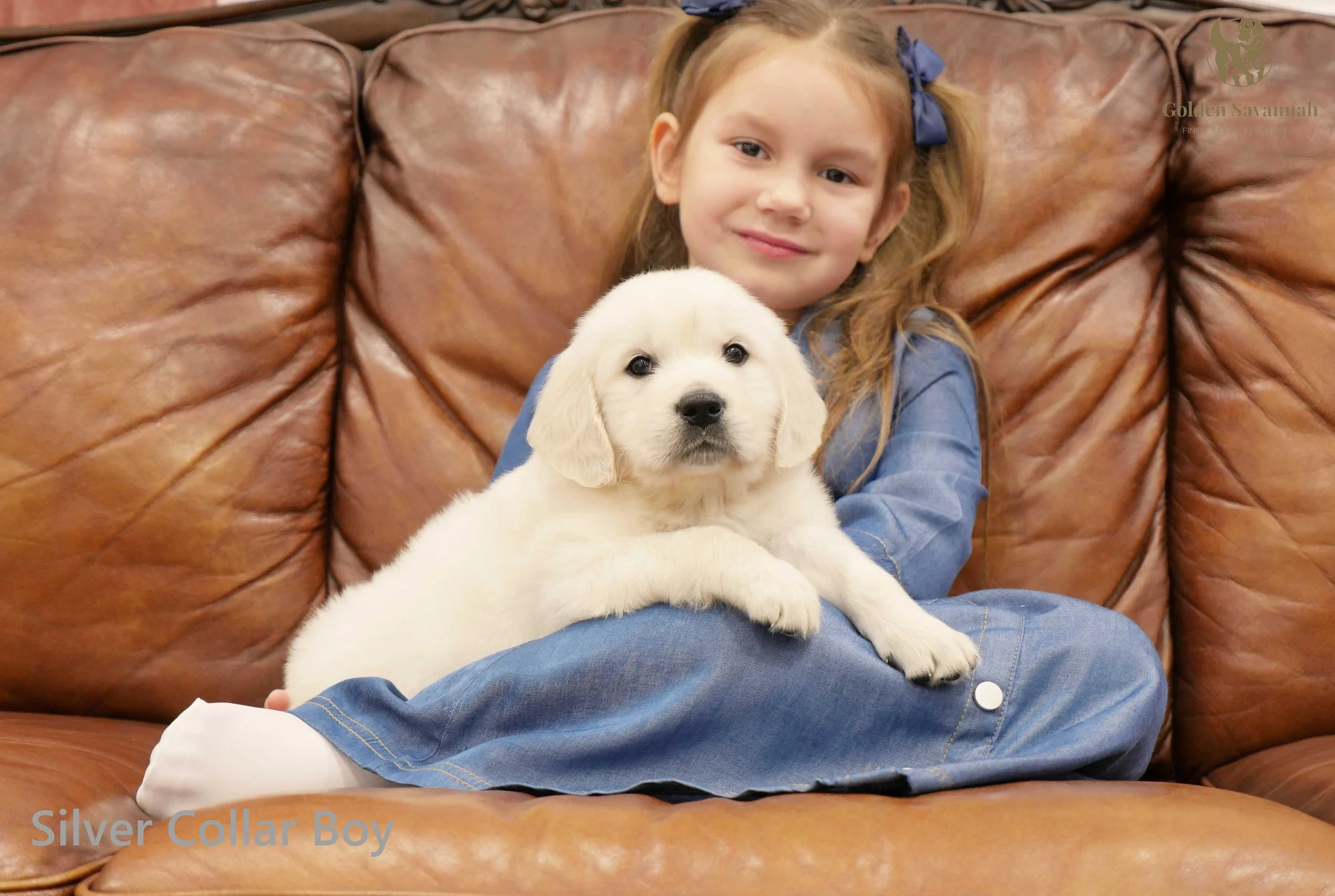 Silver Collar Boy b.jpg