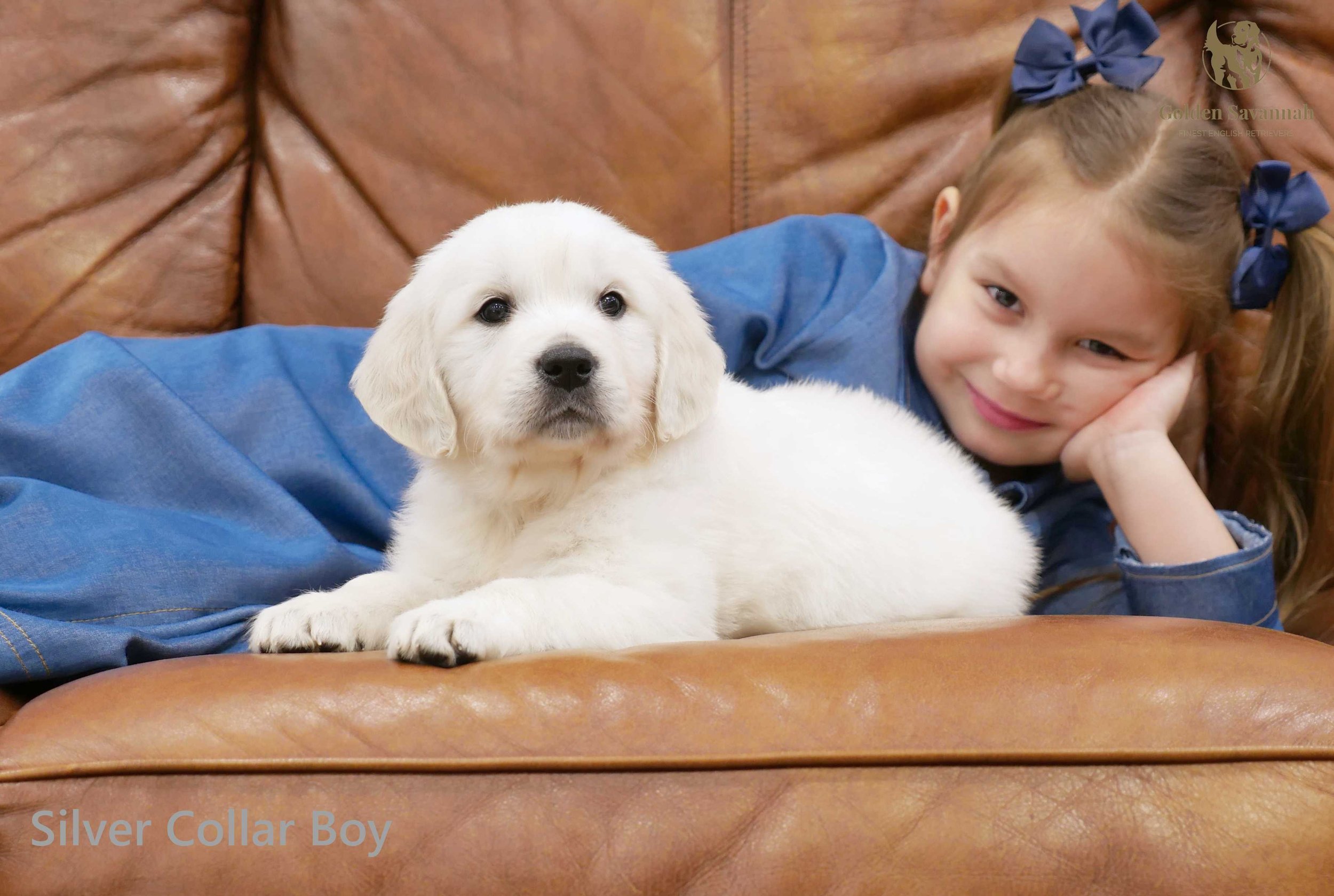 Silver Collar Boy c.jpg