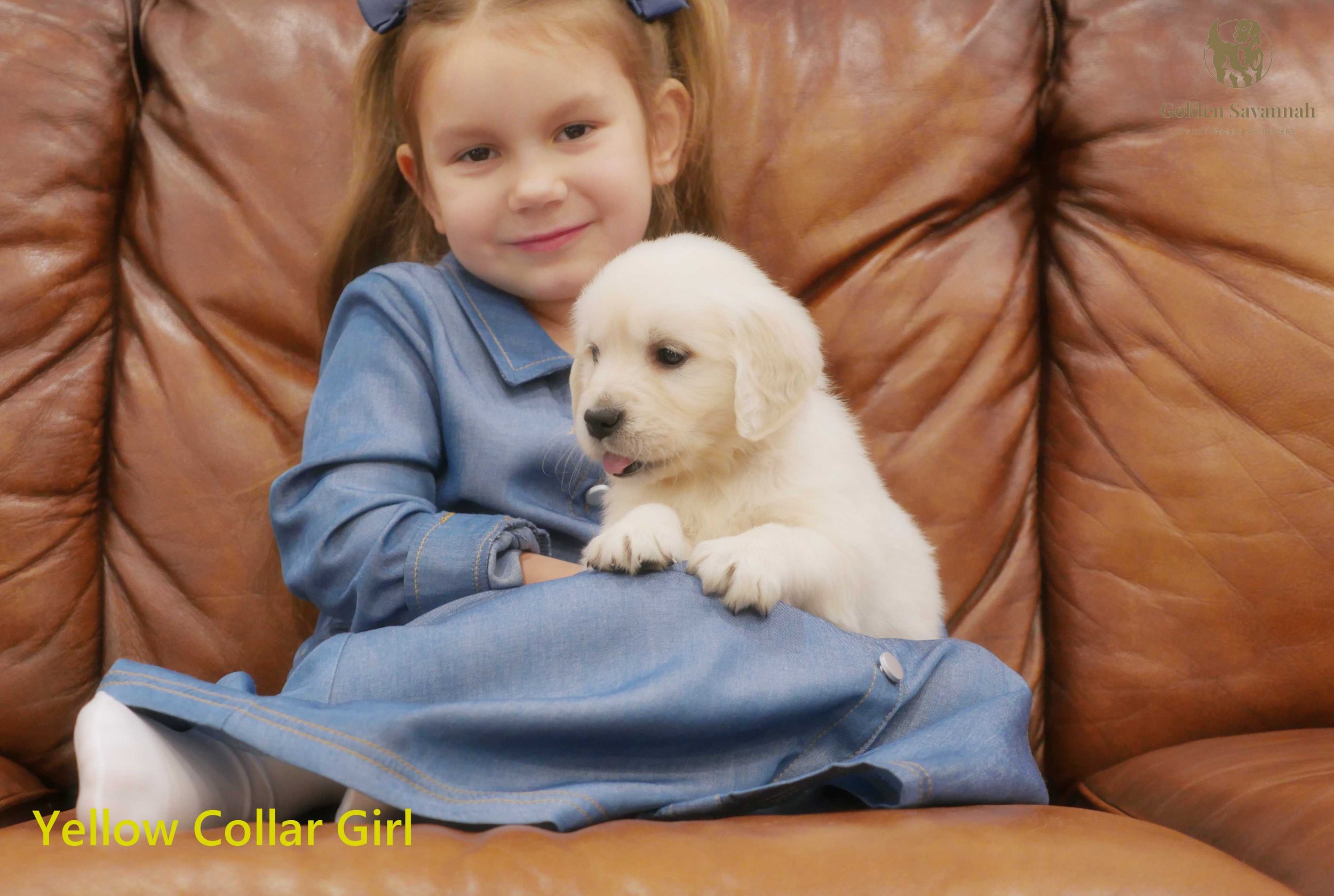 Yellow Collar Girl a.jpg