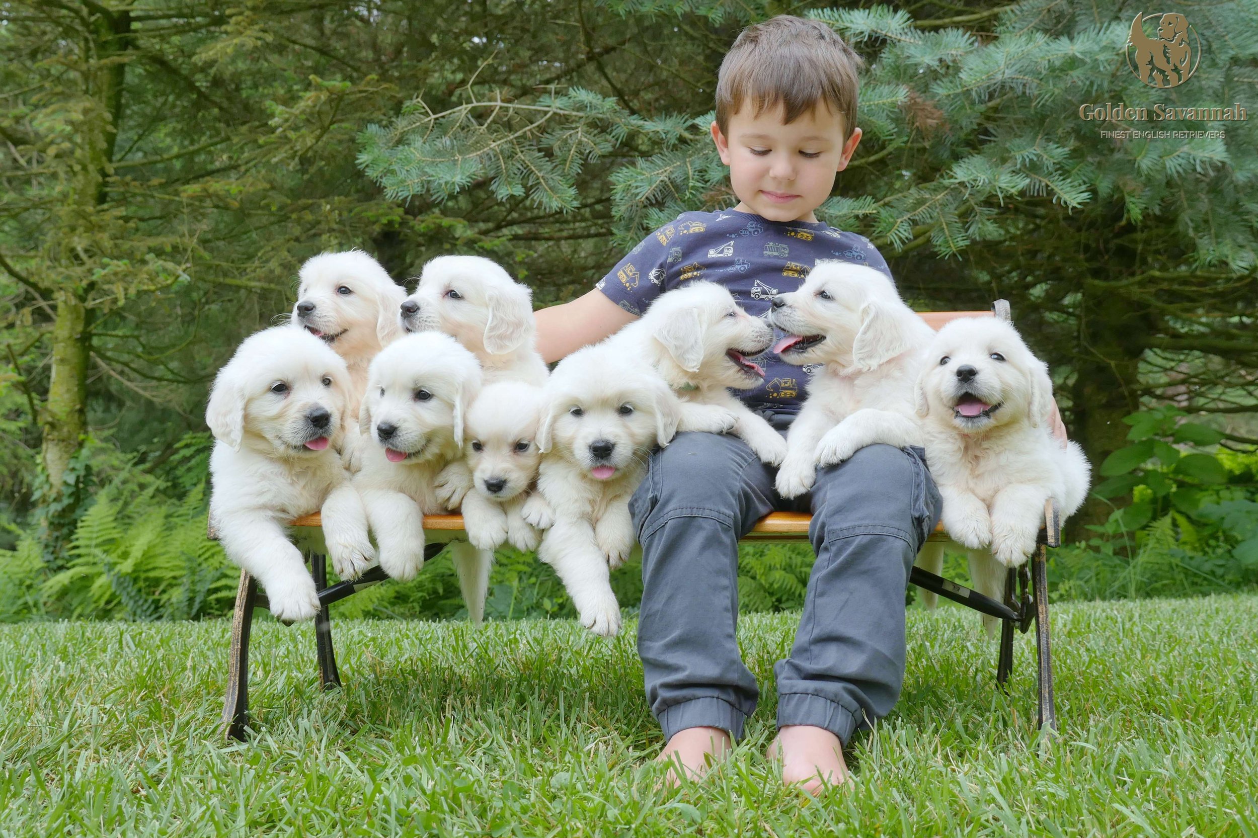 Meadow's pups group picture a.jpg