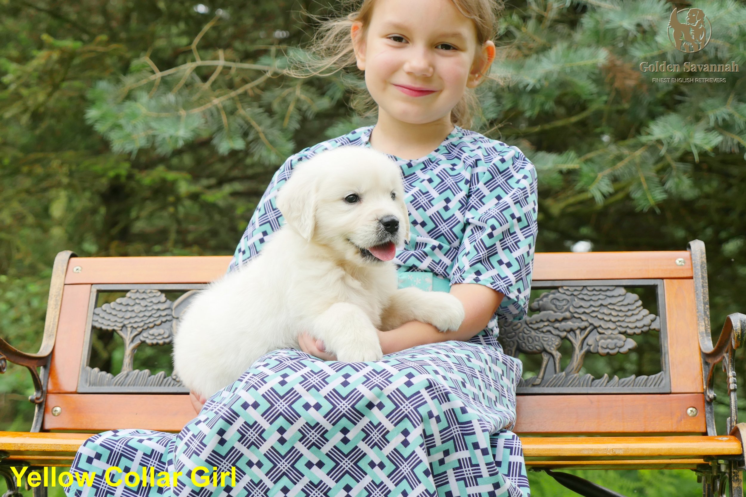 Yellow Collar Girl a.jpg