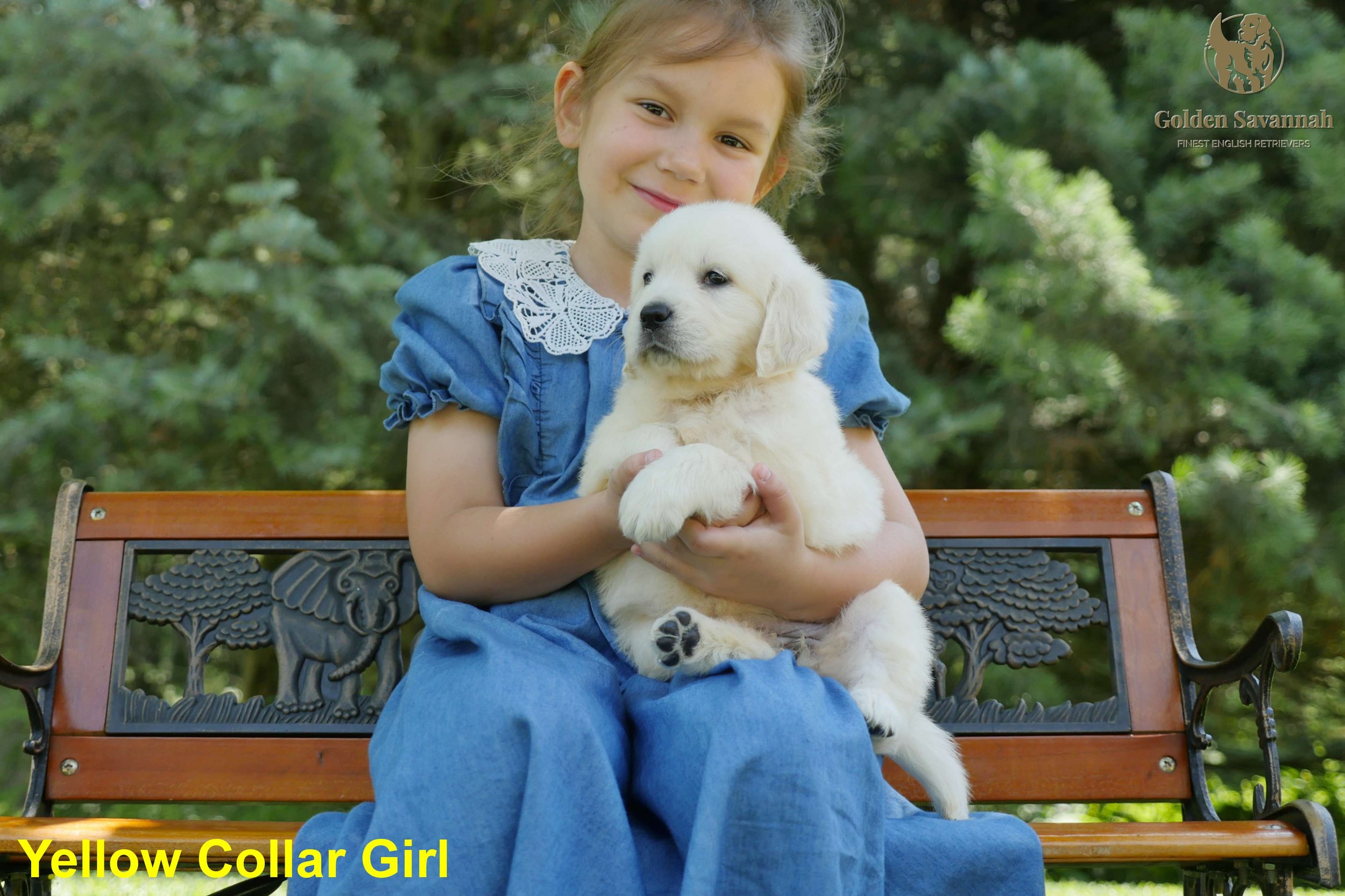 Yellow Collar Girl a.jpg
