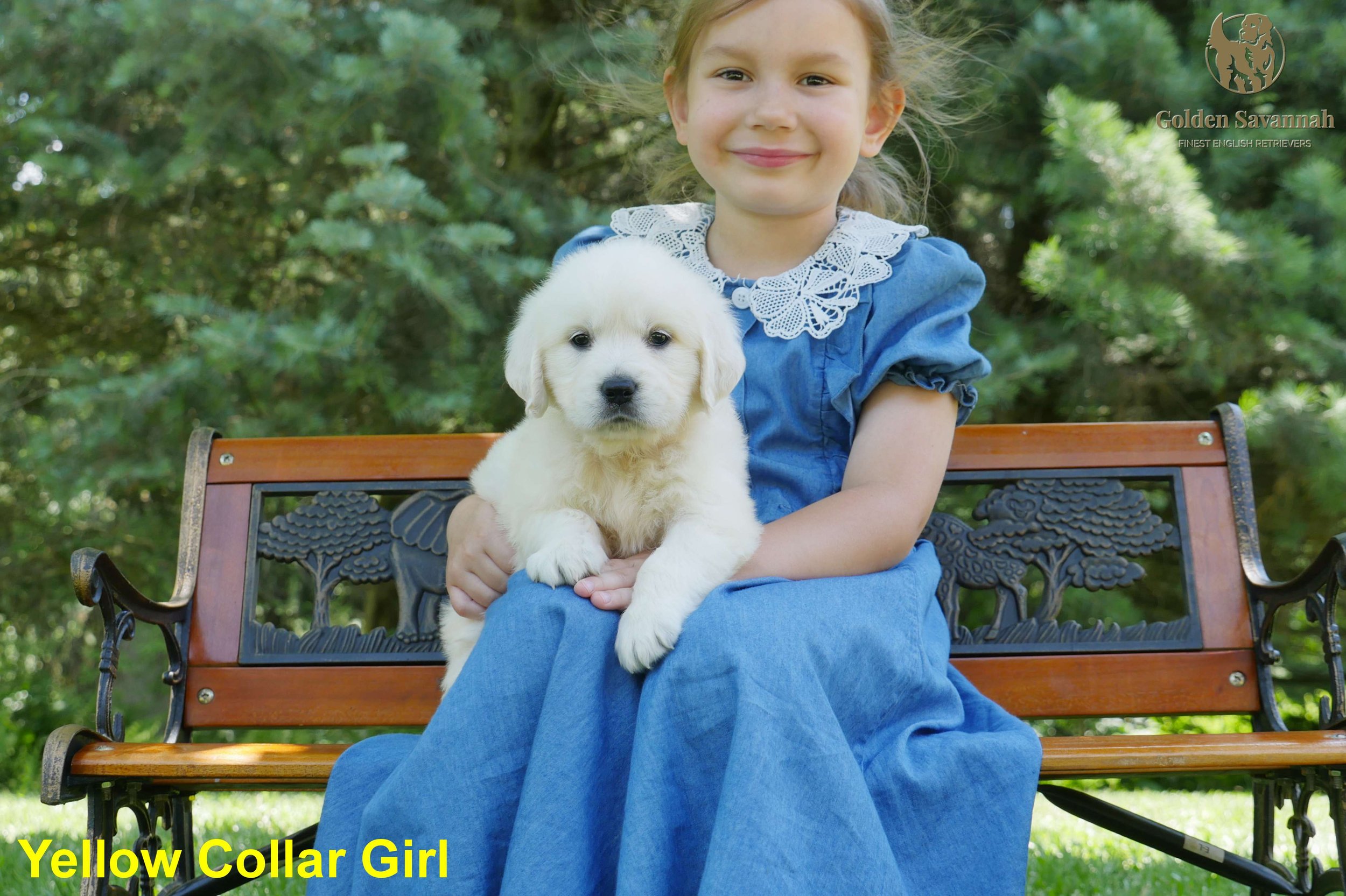 Yellow Collar Girl c.jpg