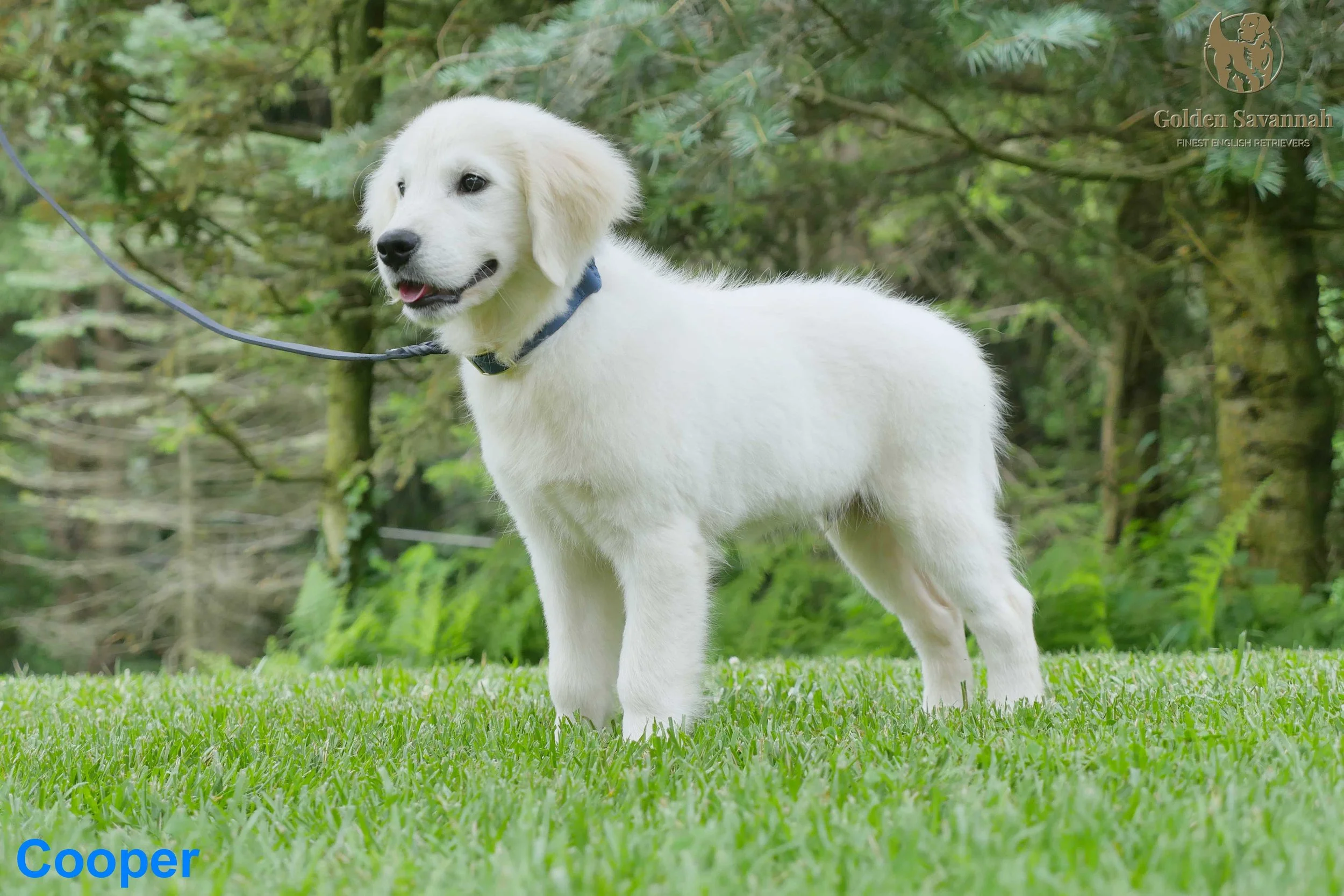 Cooper b.jpg