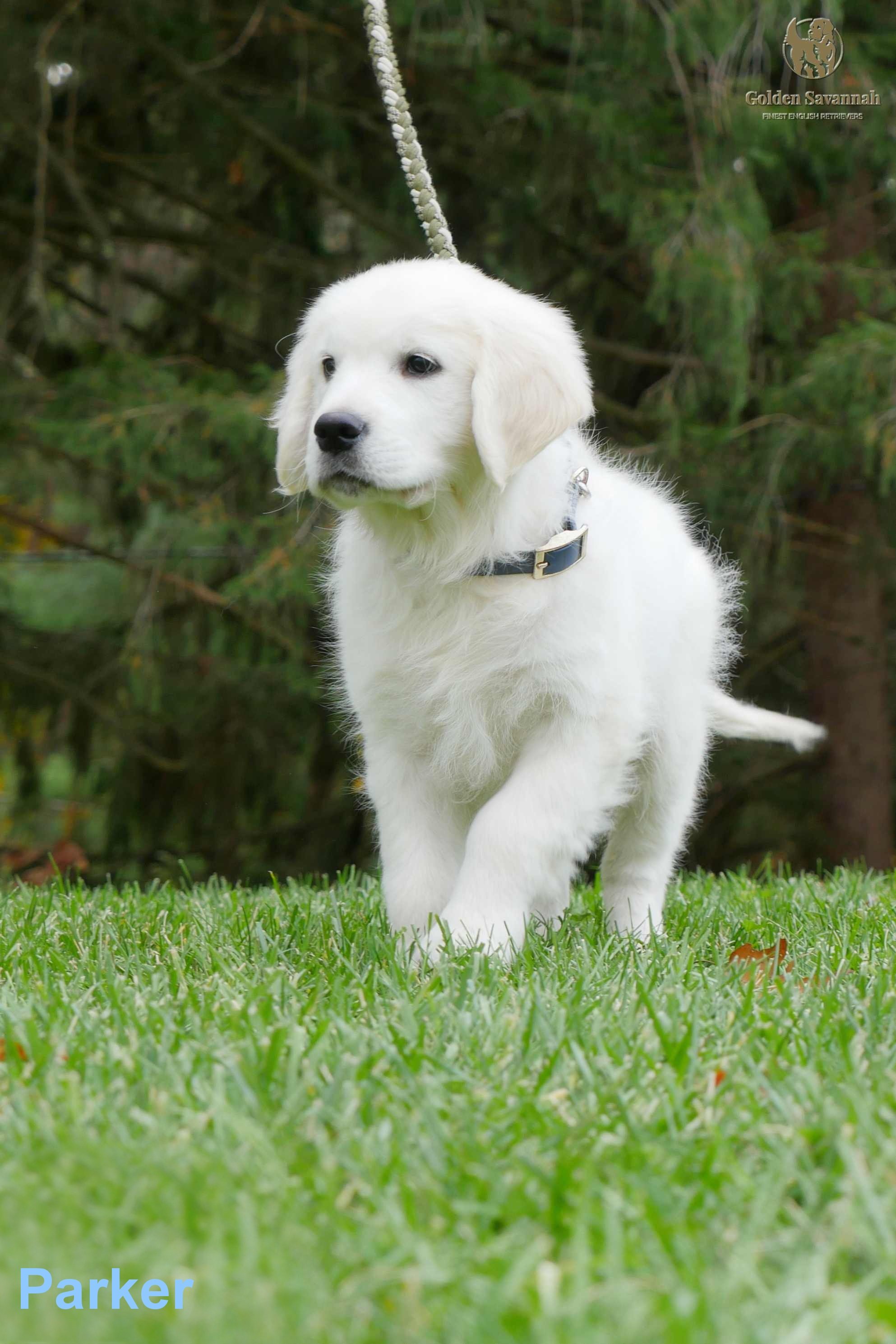 At 12 weeks old (Copy)