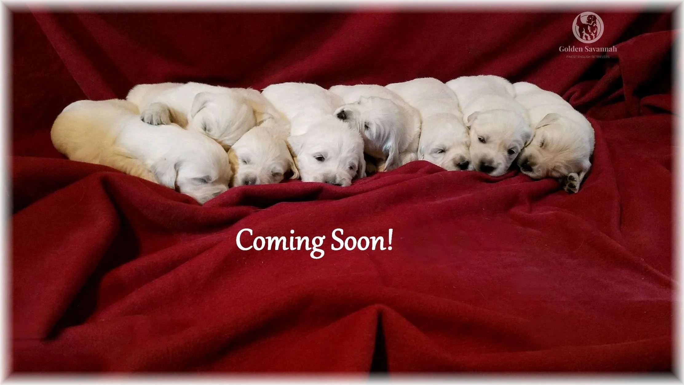 Sasha and Max's Girls. Potential Birthday 4/2/26. Accepting Reservations!