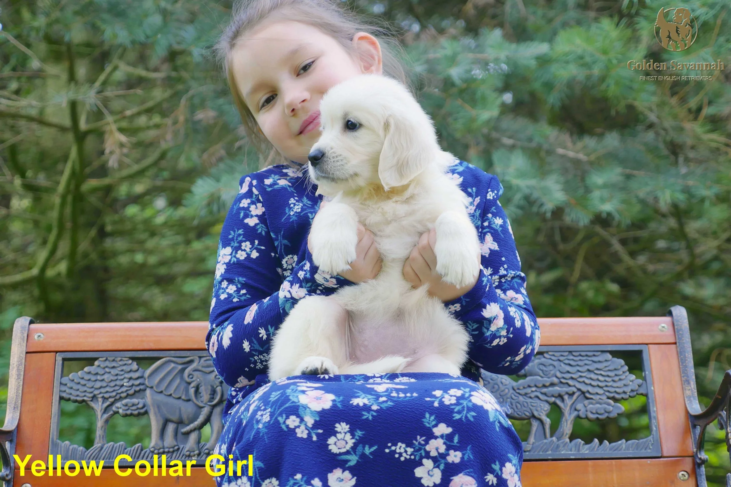 Yellow Collar Girl a.jpg