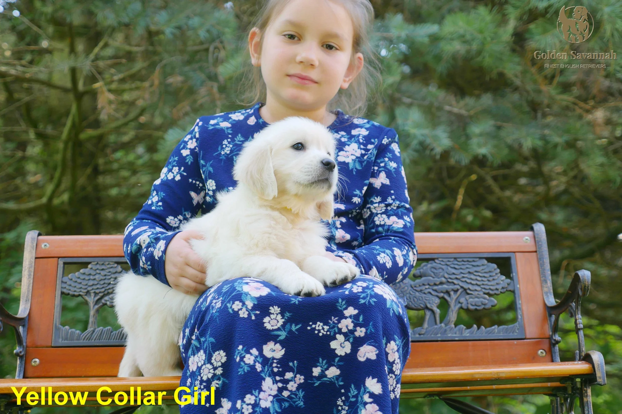 Yellow Collar Girl c.jpg