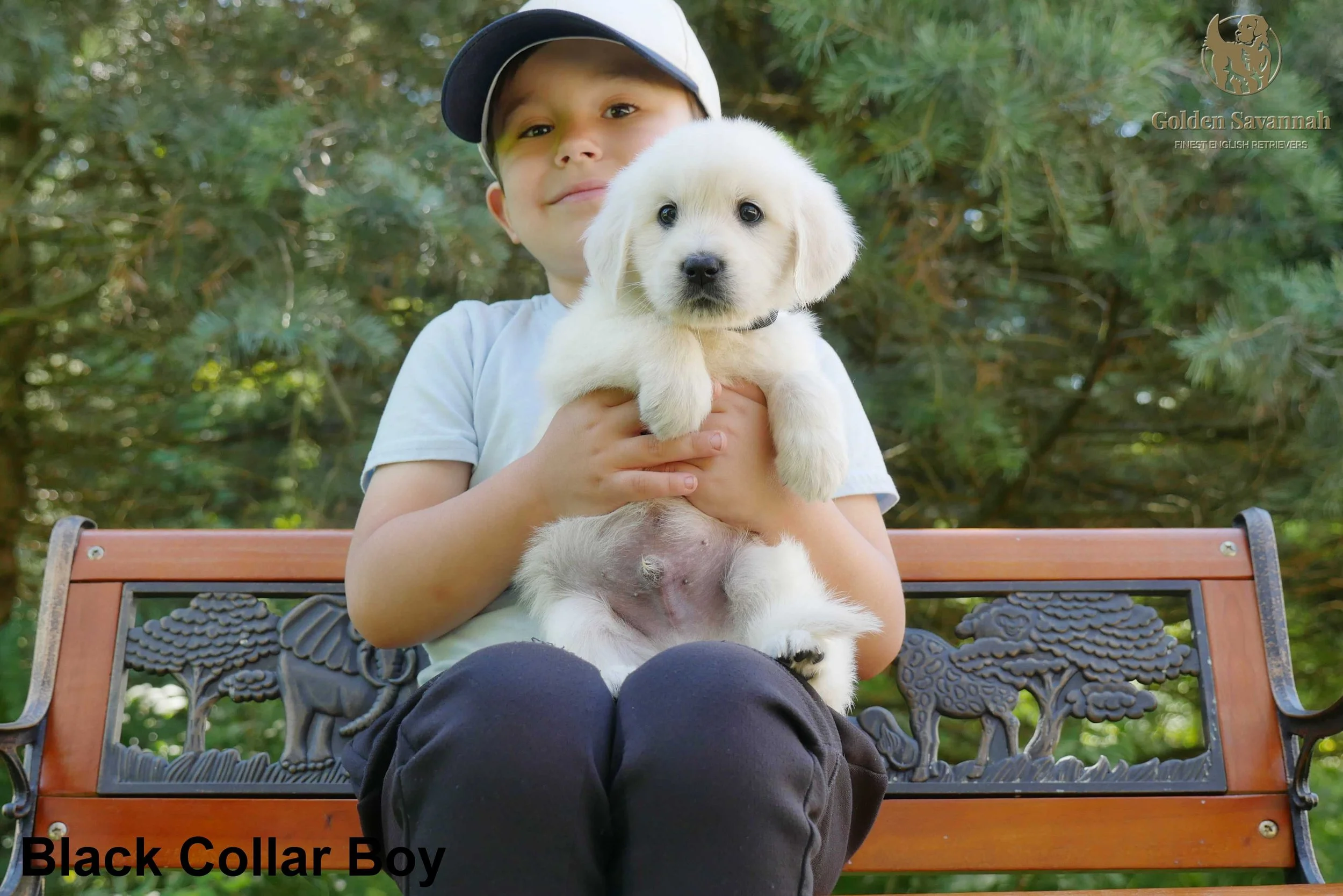 Black Collar Boy a.jpg