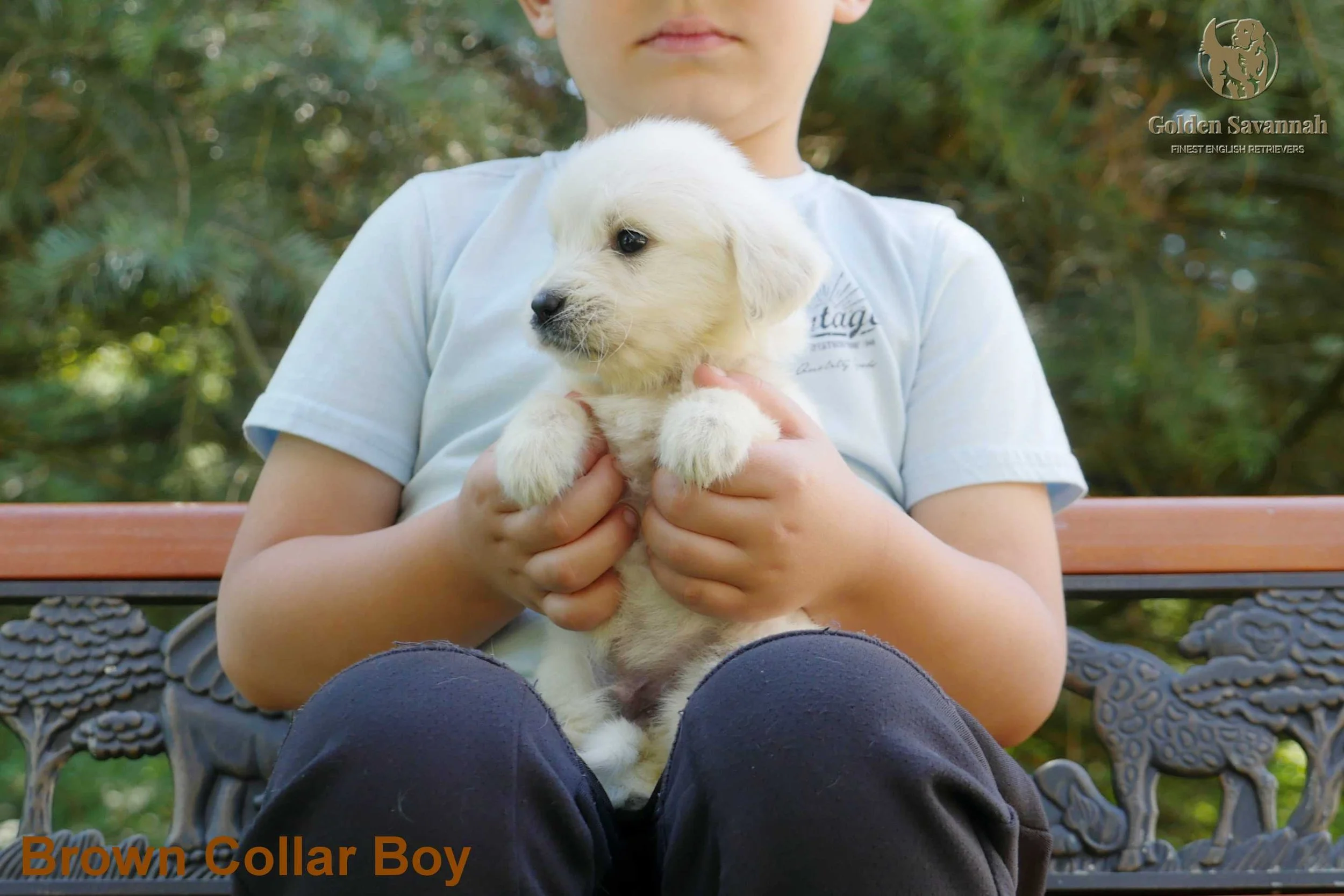 Brown Collar Boy a.jpg