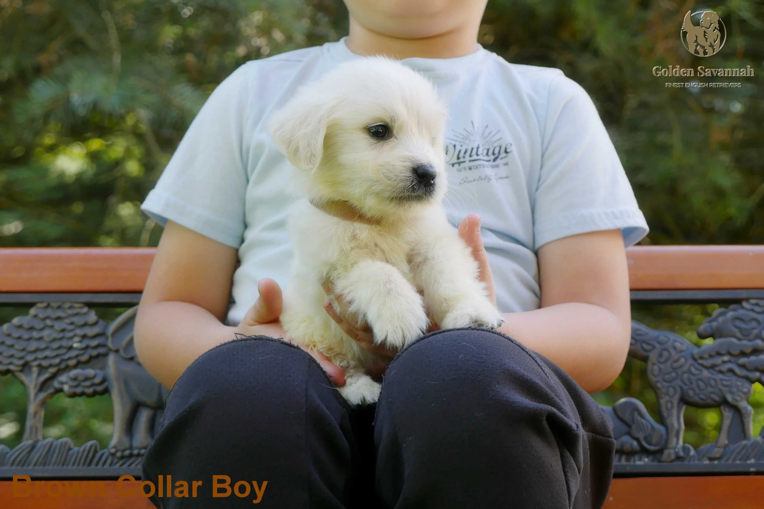 Brown Collar Boy c.jpg