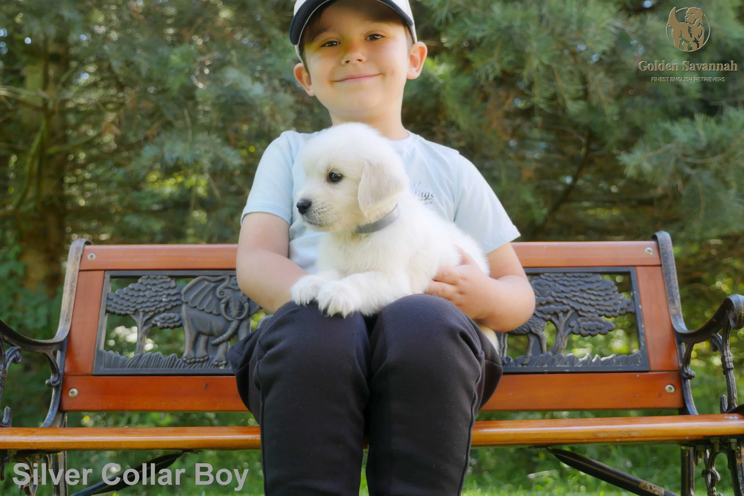 Silver Collar Boy c.jpg
