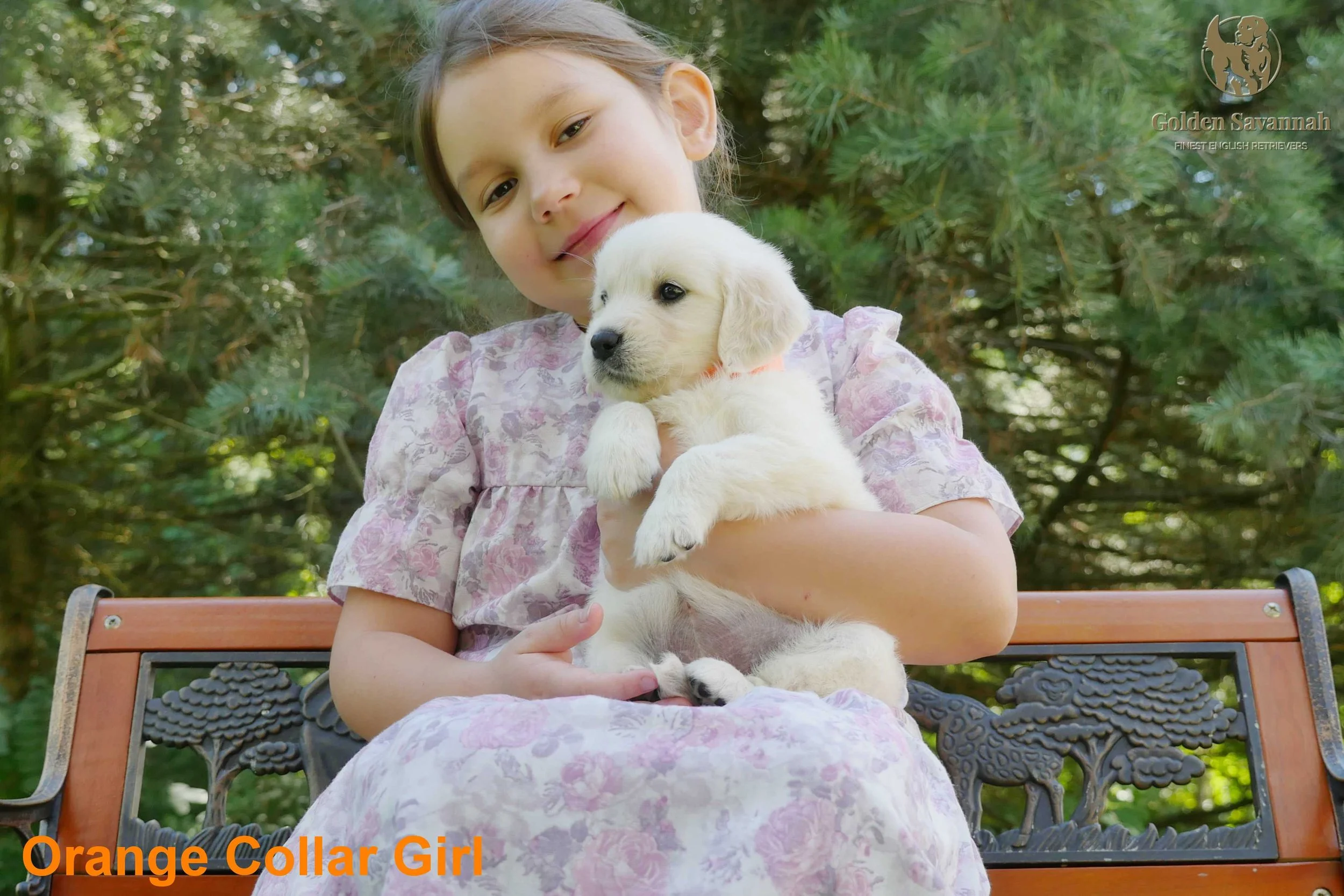 Orange Collar Girl a.jpg
