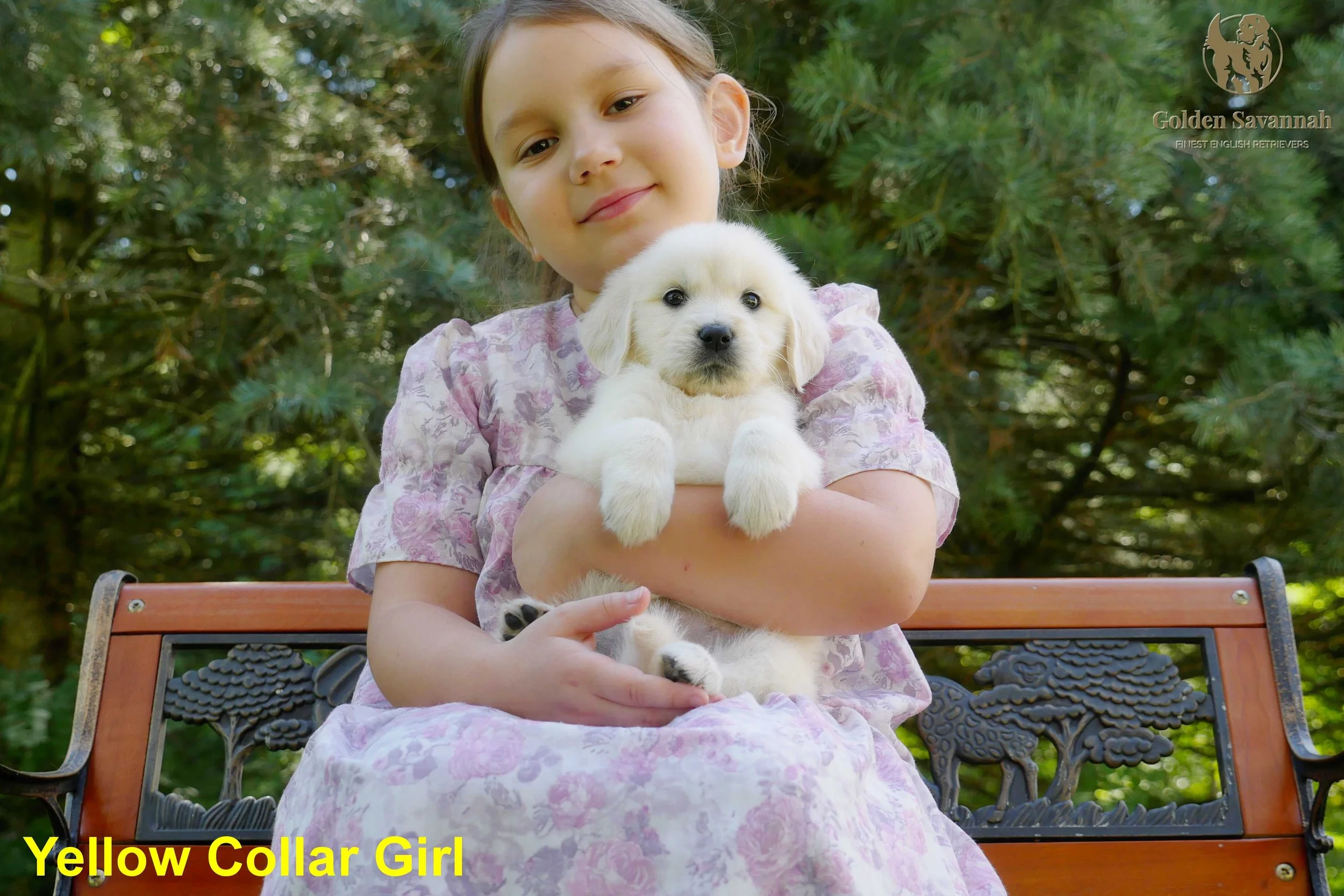 Yellow Collar Girl a.jpg