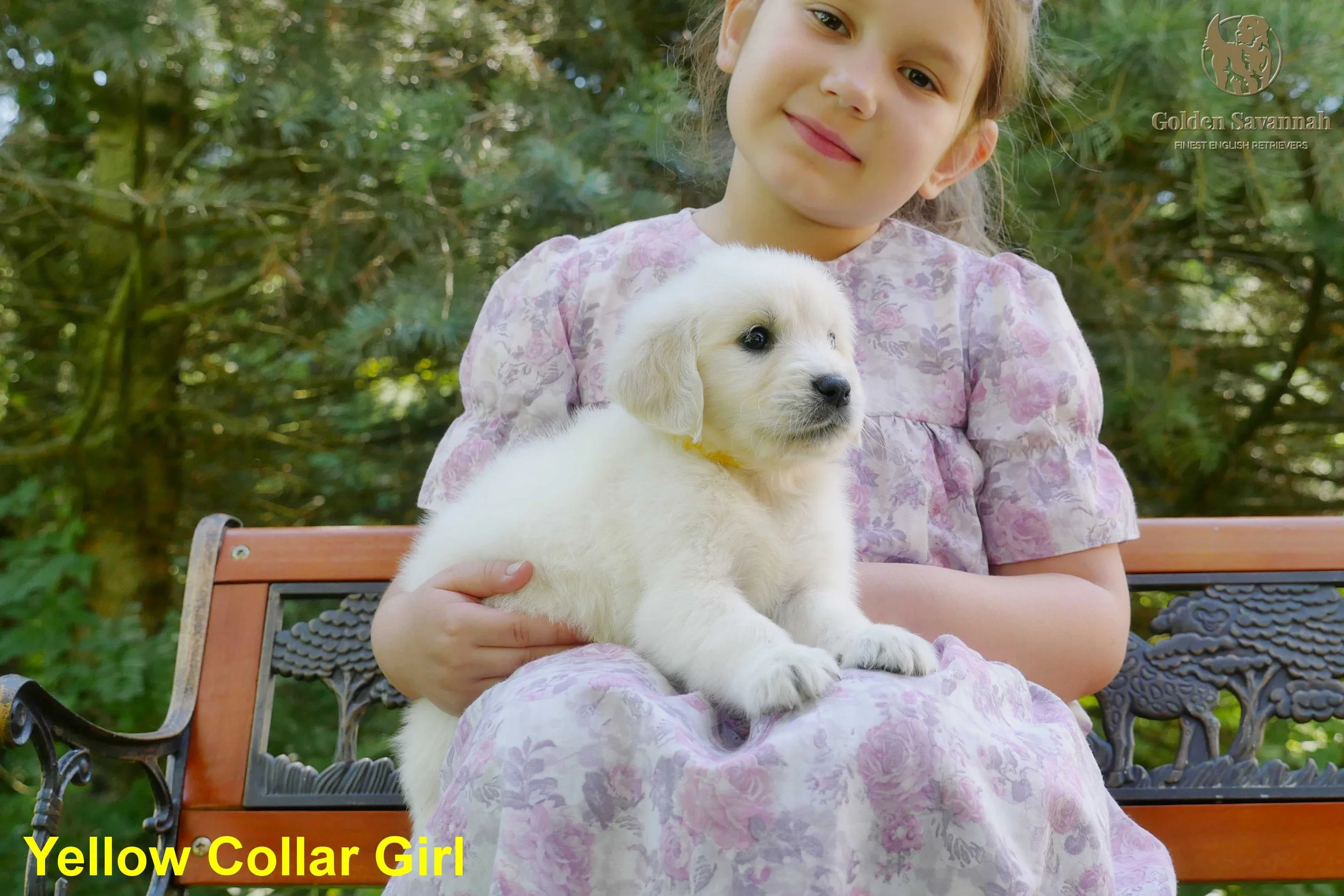 Yellow Collar Girl c.jpg