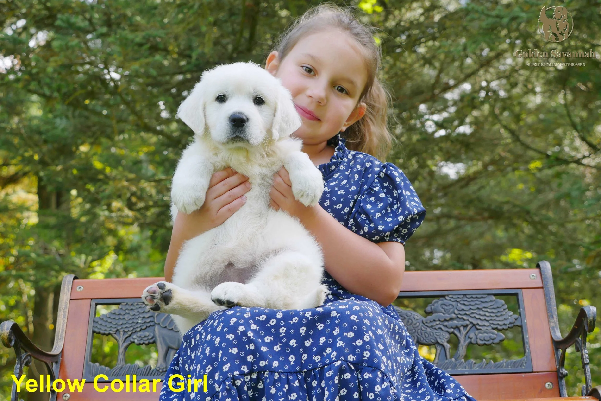 Yellow Collar Girl a.jpg