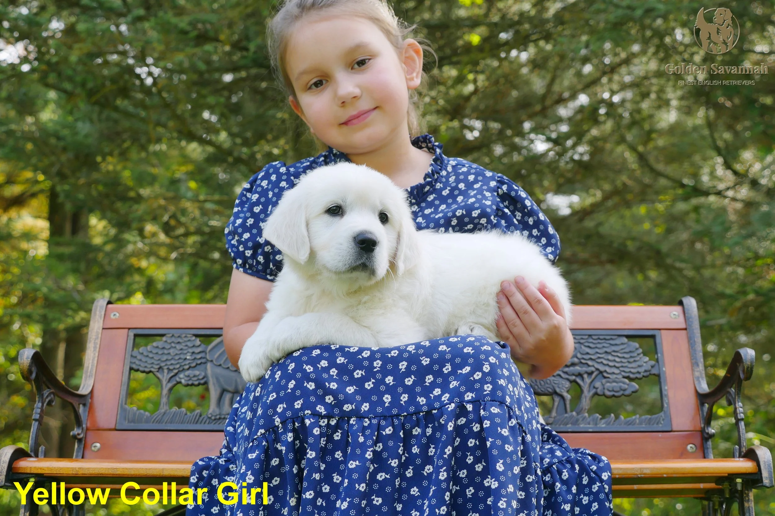 Yellow Collar Girl b.jpg