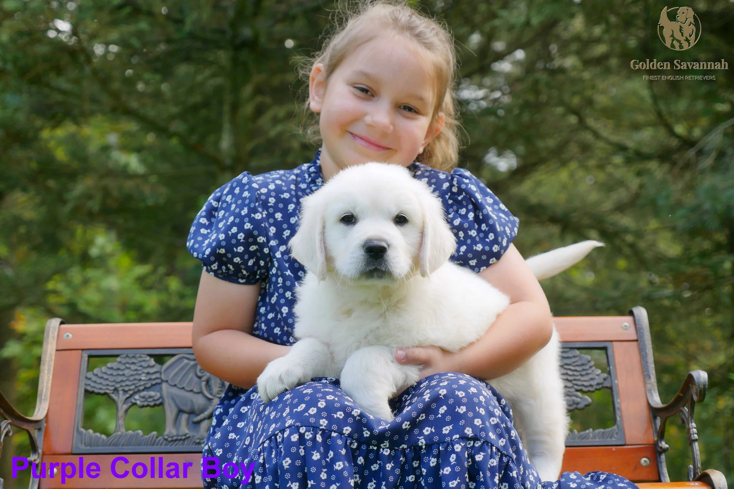 Purple Collar Boy a.jpg