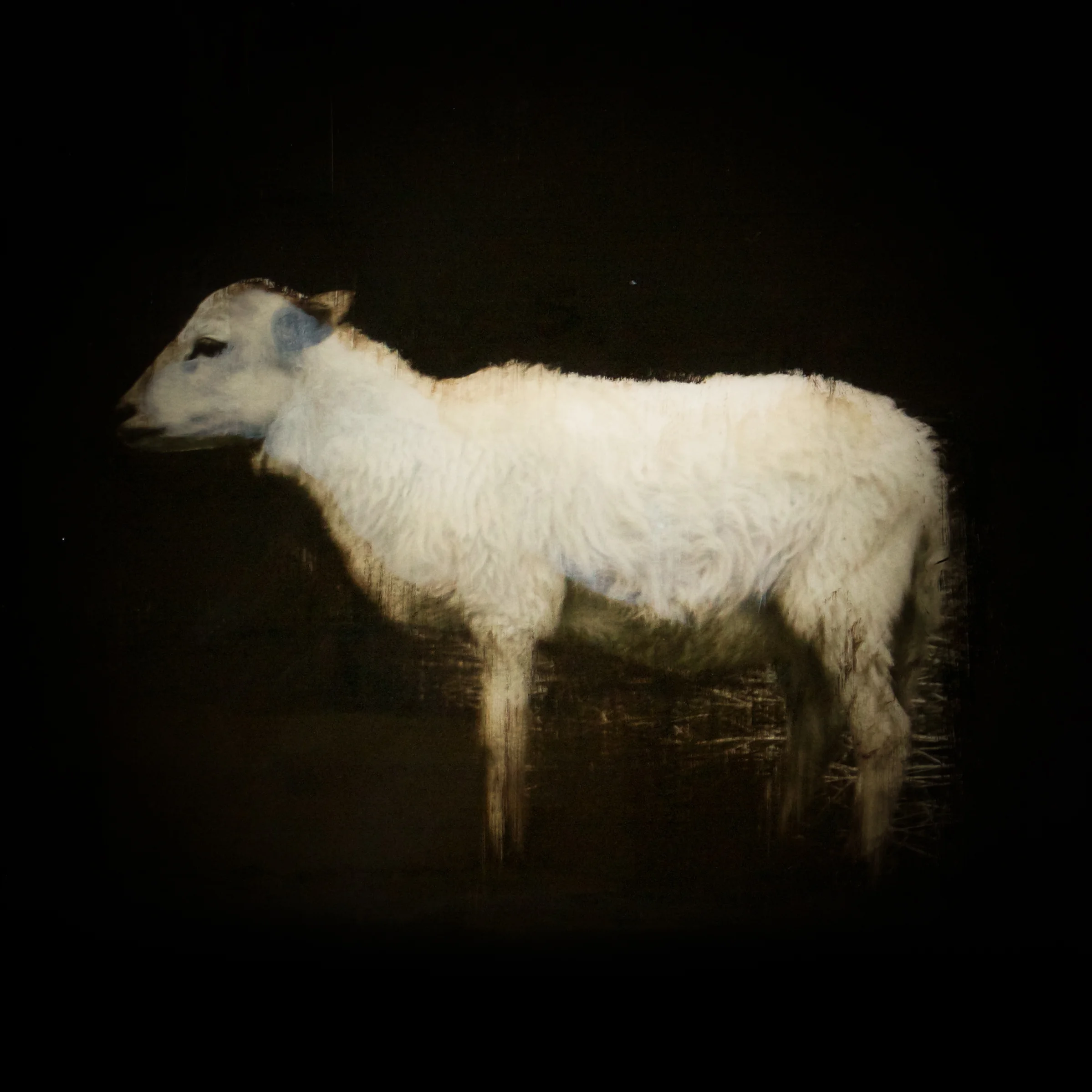 Equine &amp; Herd 4
