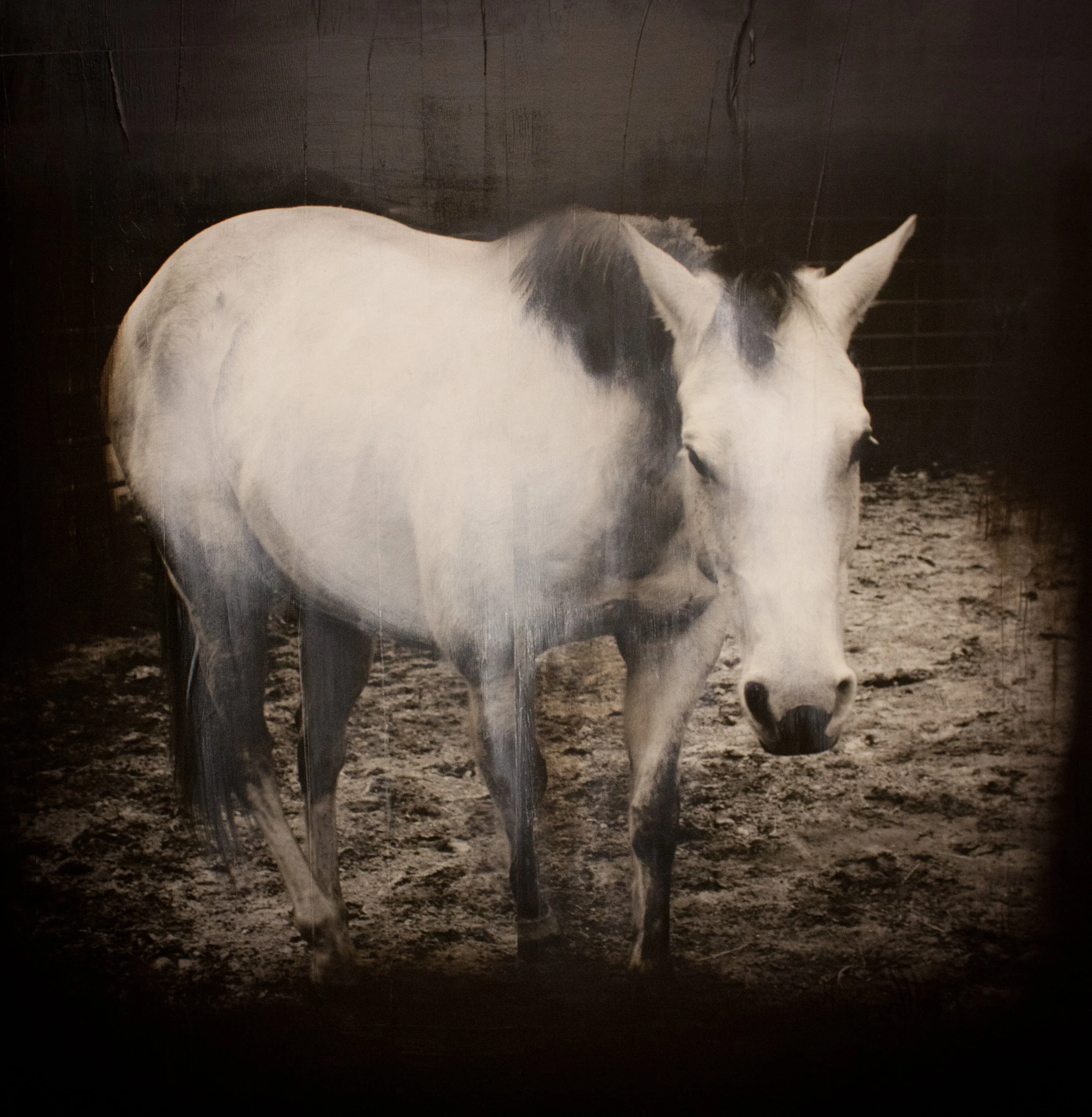 Equine &amp; Herd 6
