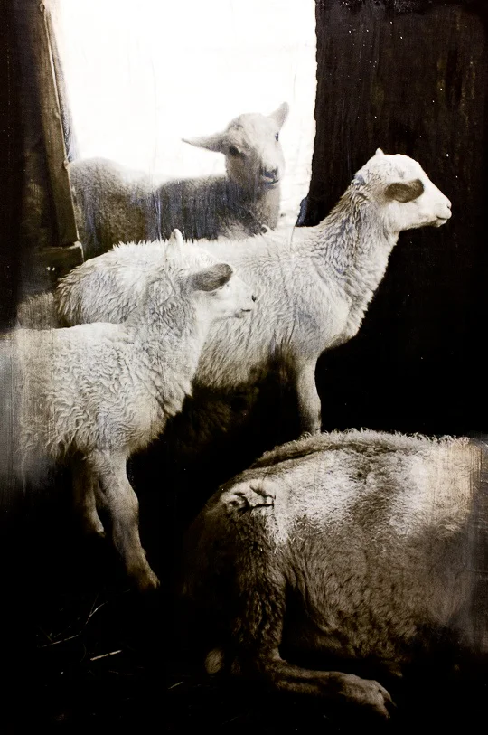 Equine &amp; Herd 8