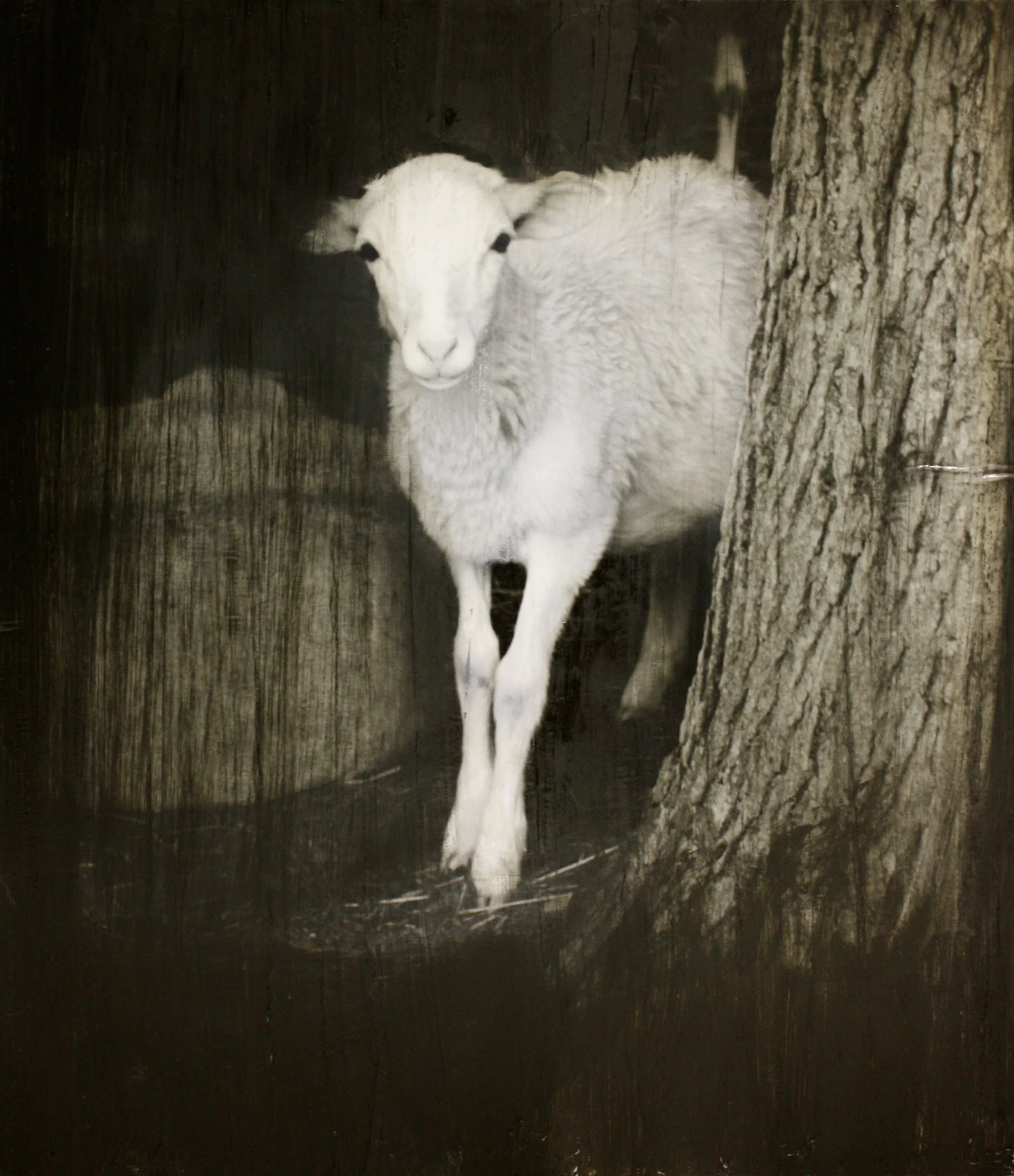 Equine & Herd 9 - "David"