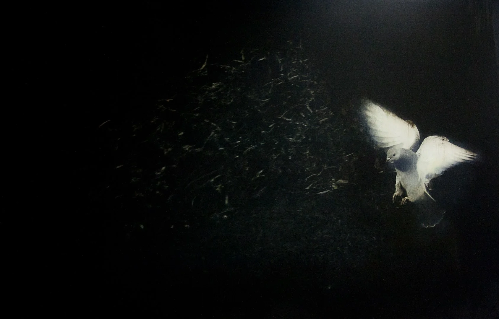 Winged 8