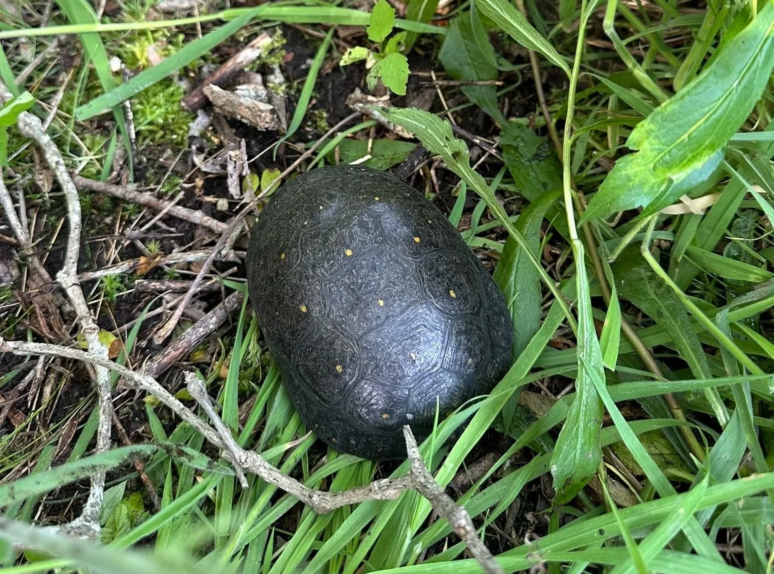 Eagle Scout Interpretative Project: Turtles — Linda Loring Nature ...