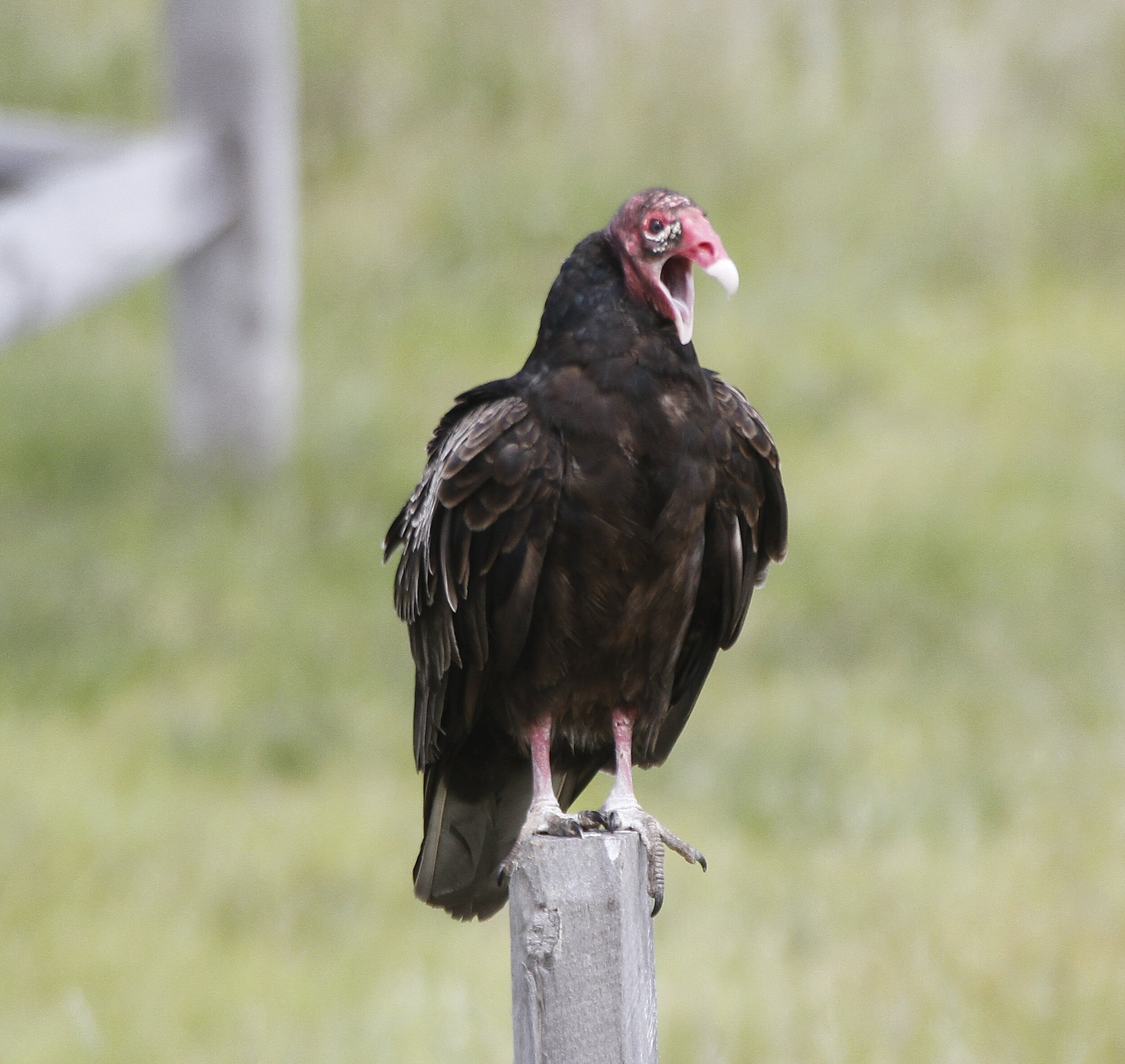 Turkey vultures returning from annual migration - Niagara-on-the