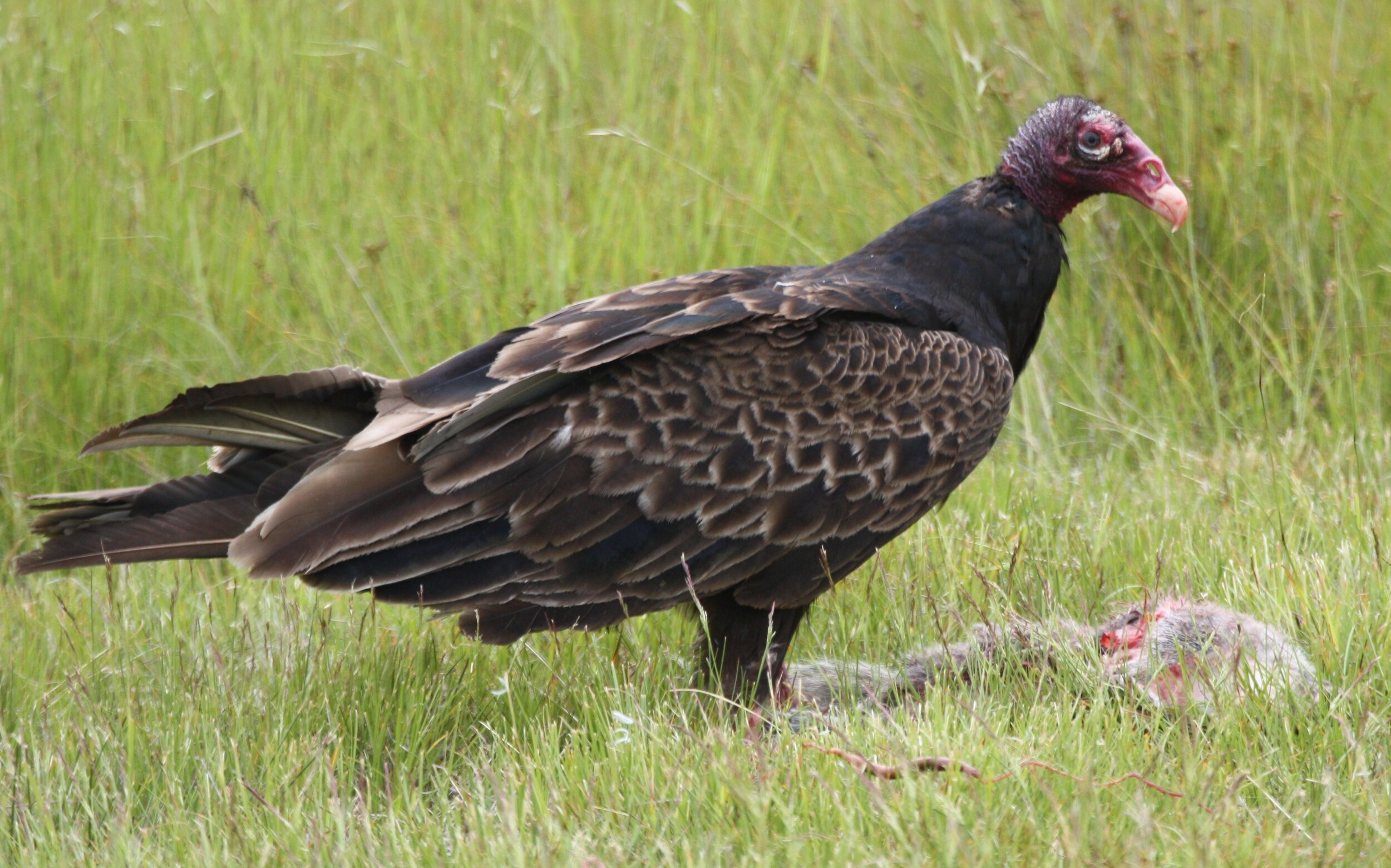 Vultures on the Rise in your Neighborhood? No Need to Move Out! — Linda  Loring Nature Foundation