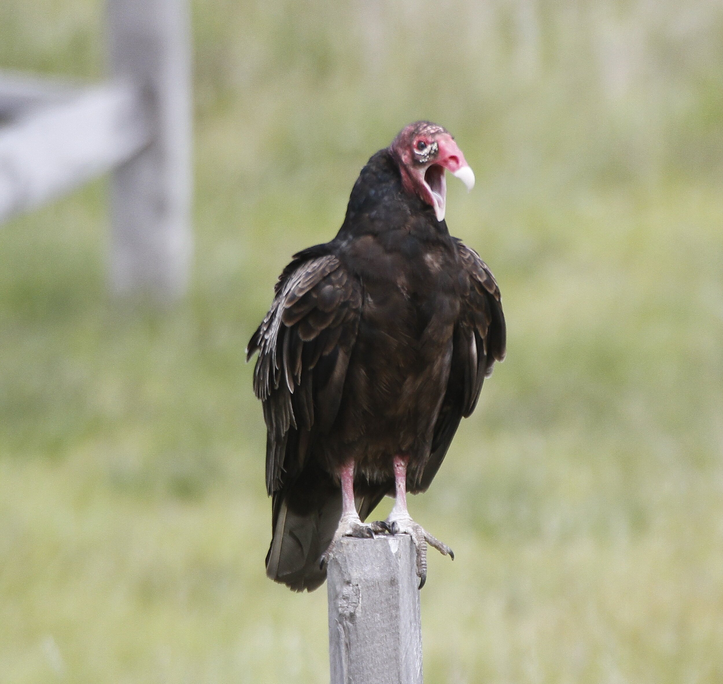 Vultures on the Rise in your Neighborhood? No Need to Move Out!