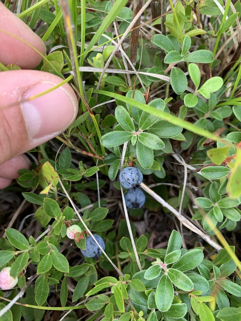 Current Nature: Foraging On Nantucket