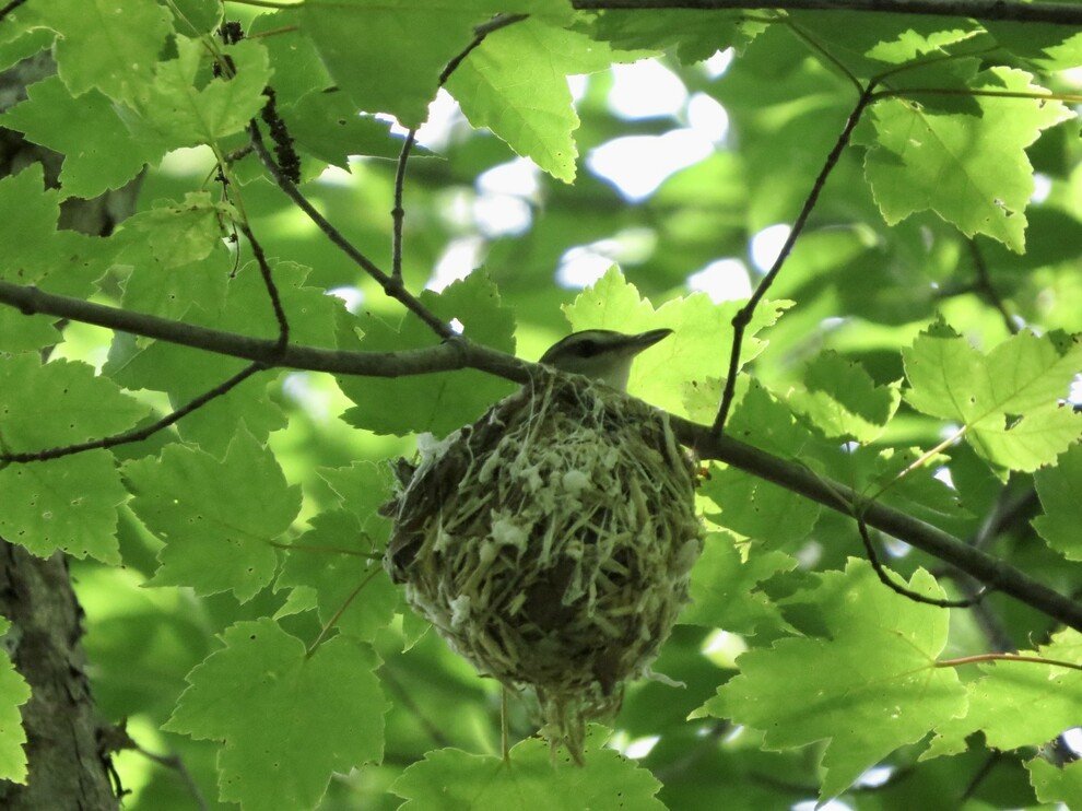 Current Nature: Nest Building 101