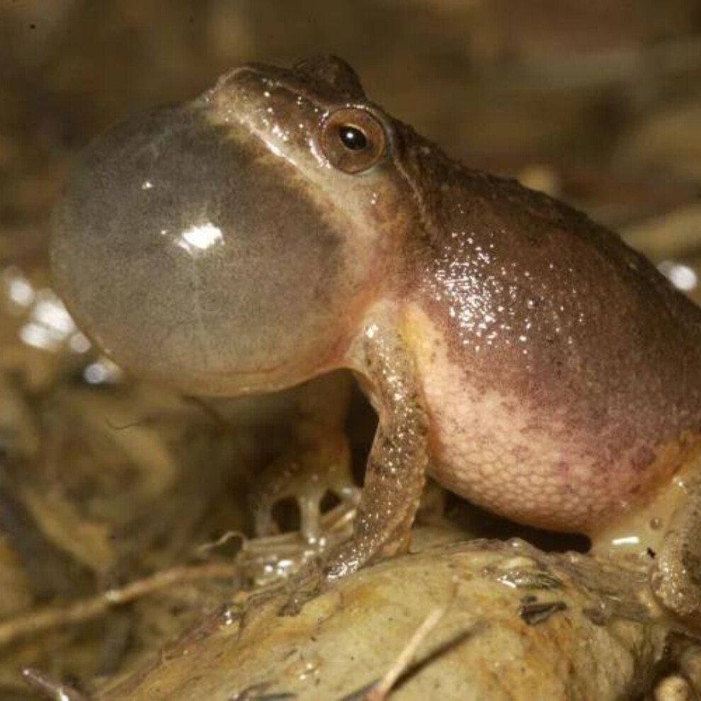 Current Nature: Herp, Herp, Hooray!
