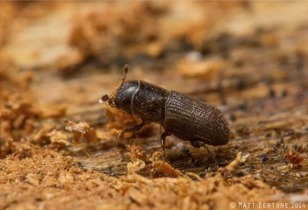 Current Nature: Complex Conservation, Interactions between Pines, Bats, and Beetles