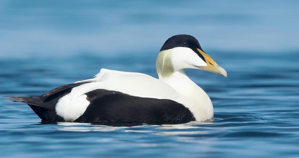 Avian Influenza on Nantucket: What We Know and How to Help