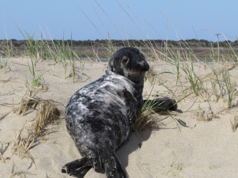 Current Nature: Seal-y Season