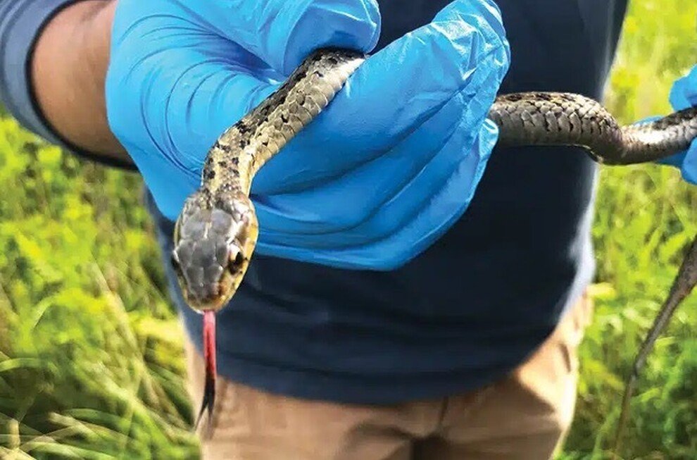 Current Nature: Exploring Nantucket's Snakes