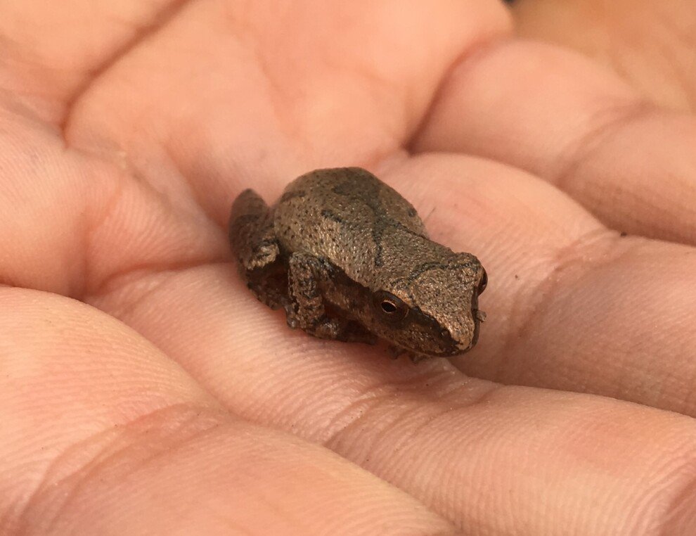 Current Nature: A Spring Chorus Of Frogs