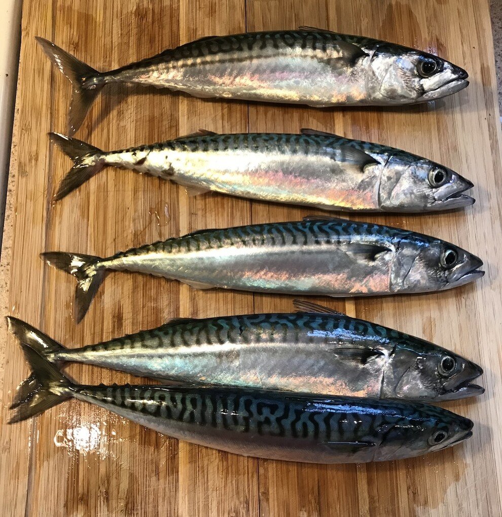 Current Nature: Holy Mackerel