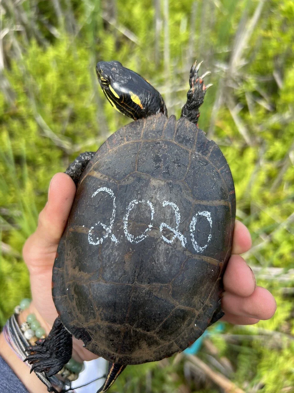 Current Nature: Turtles And Conserving The Common