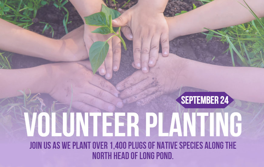 Volunteer Planting at North Head of Long Pond