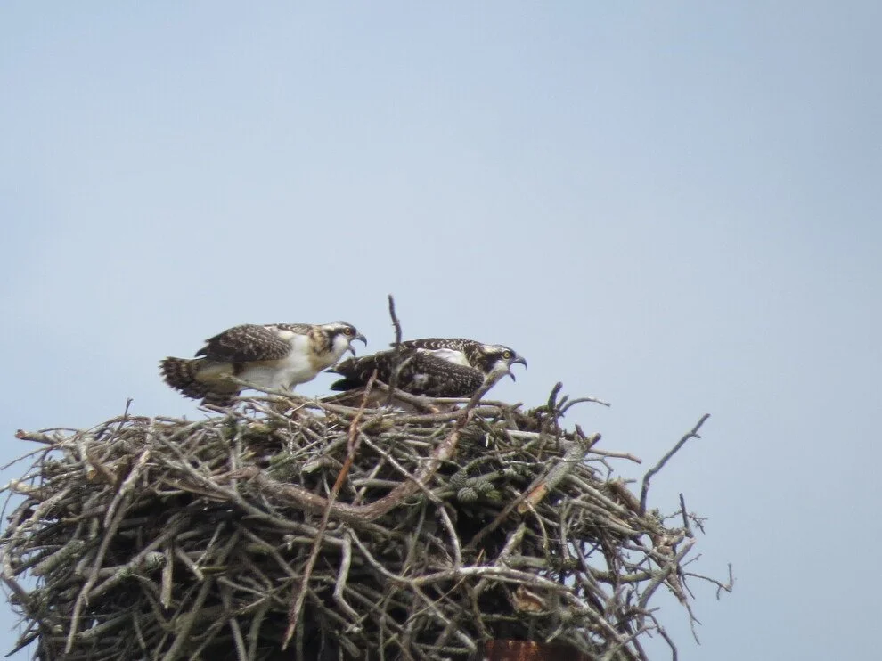 Current Nature: A Soaring First Year For The Nantucket Osprey Watch